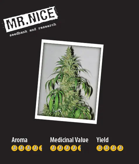 Mr. Nice Master Kush Skunk