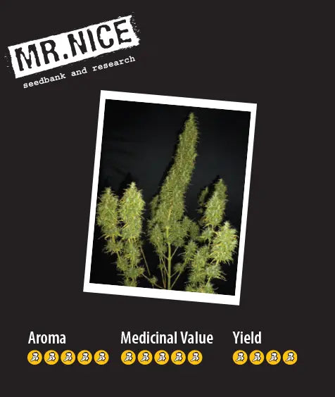 Mr. Nice Neville’s Skunk