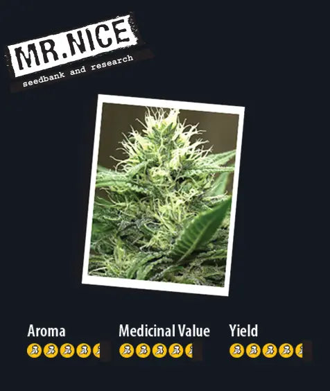 Mr. Nice Critical Widow