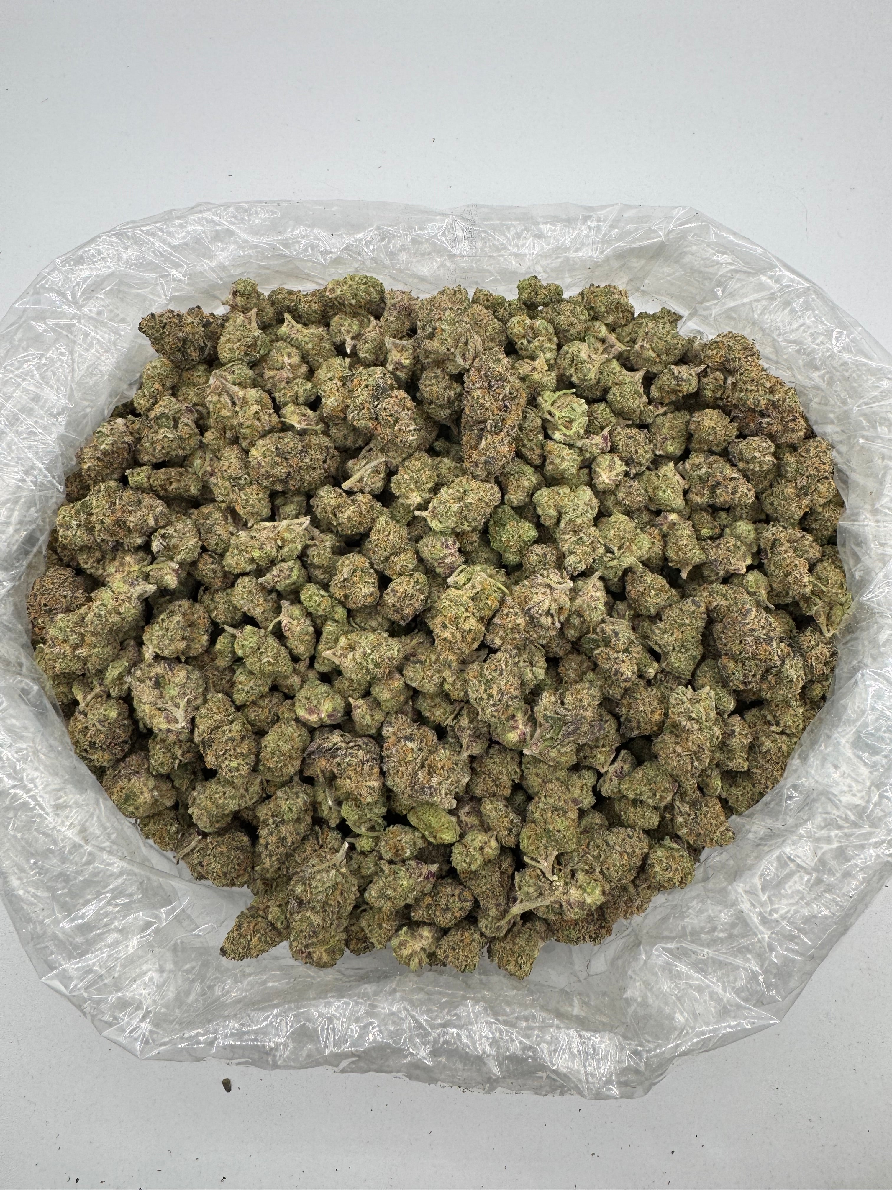Gelato 31