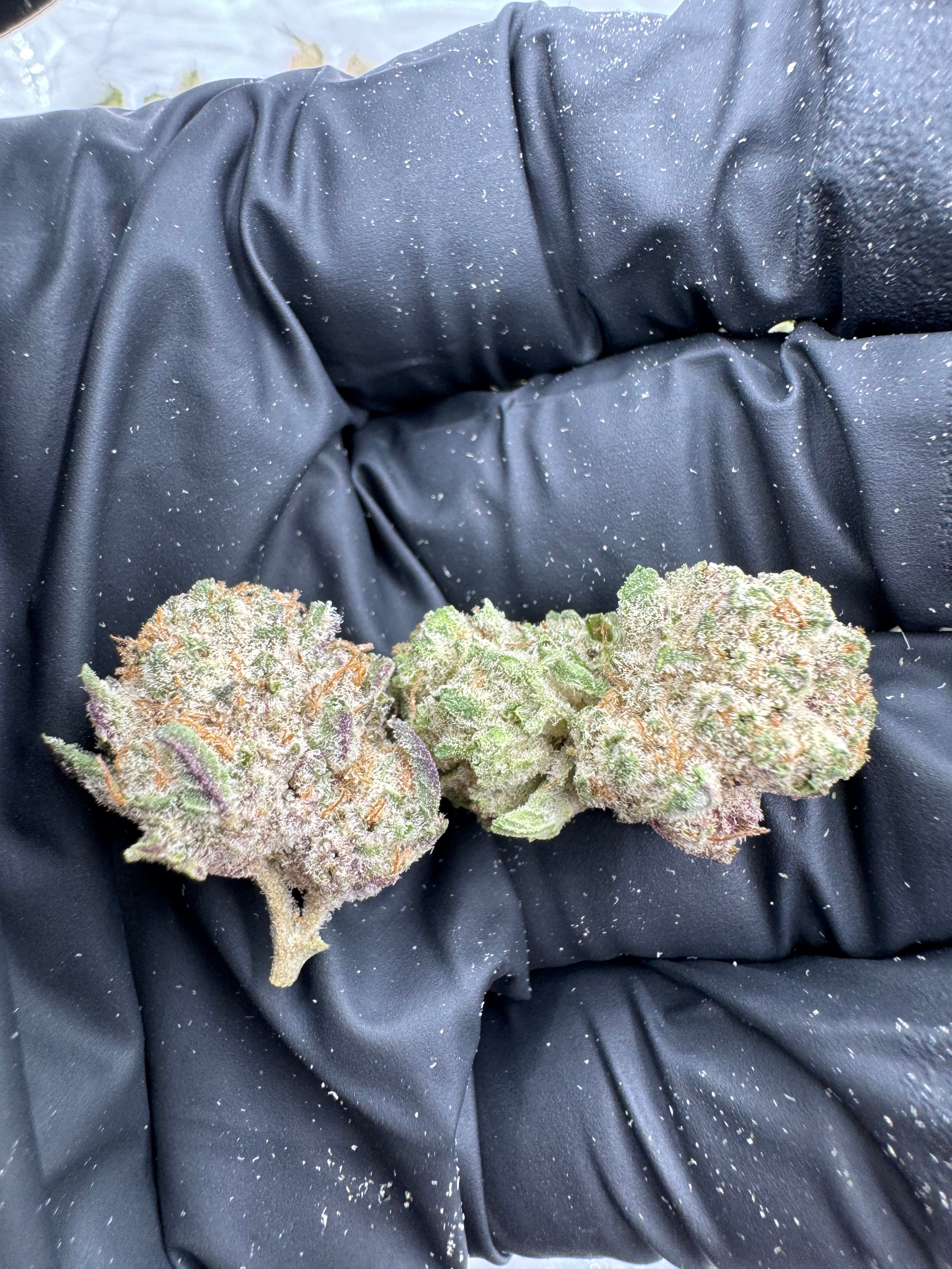 Blizzard Bars Smalls