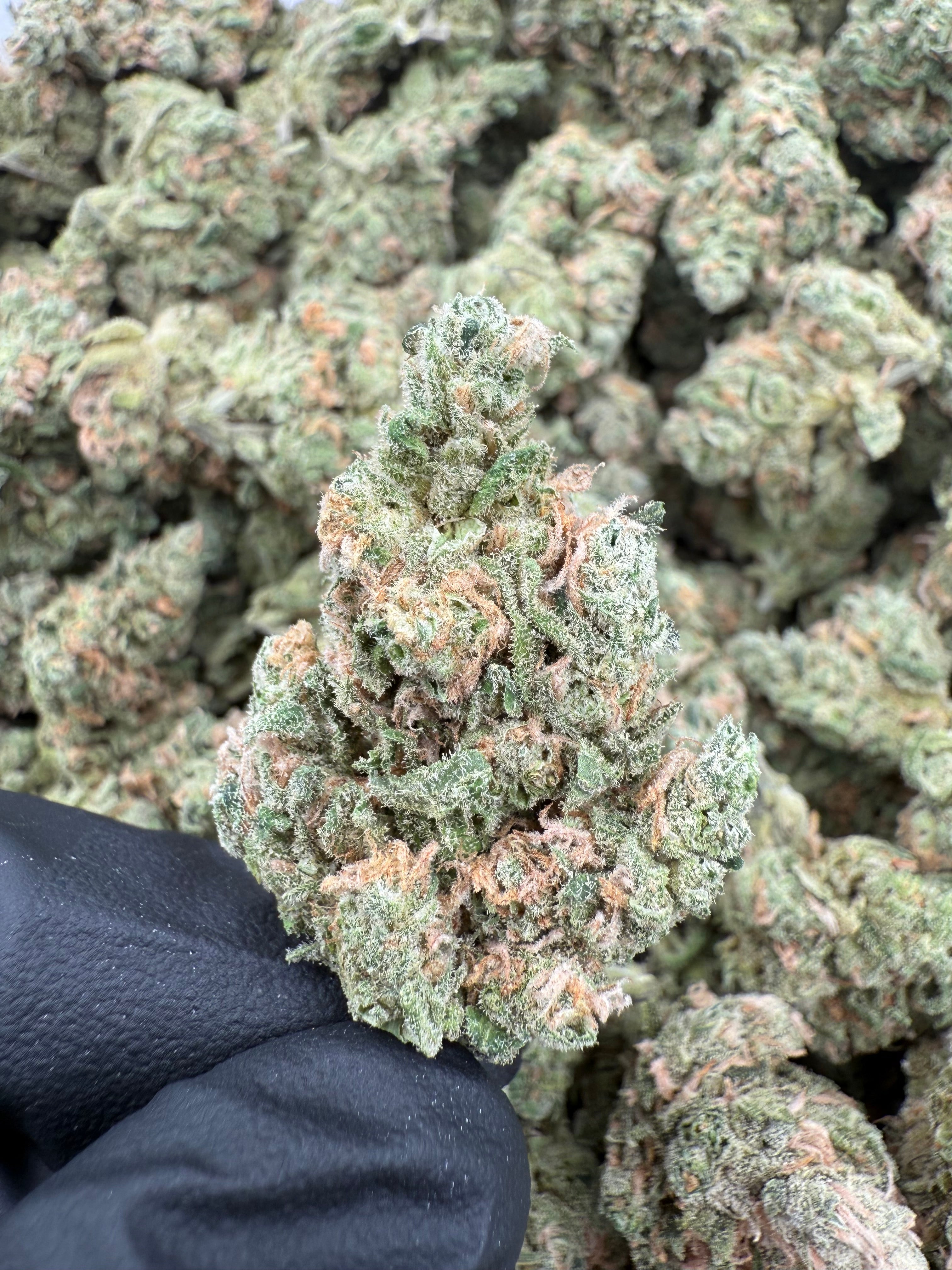 Blue Dream (MOTA)
