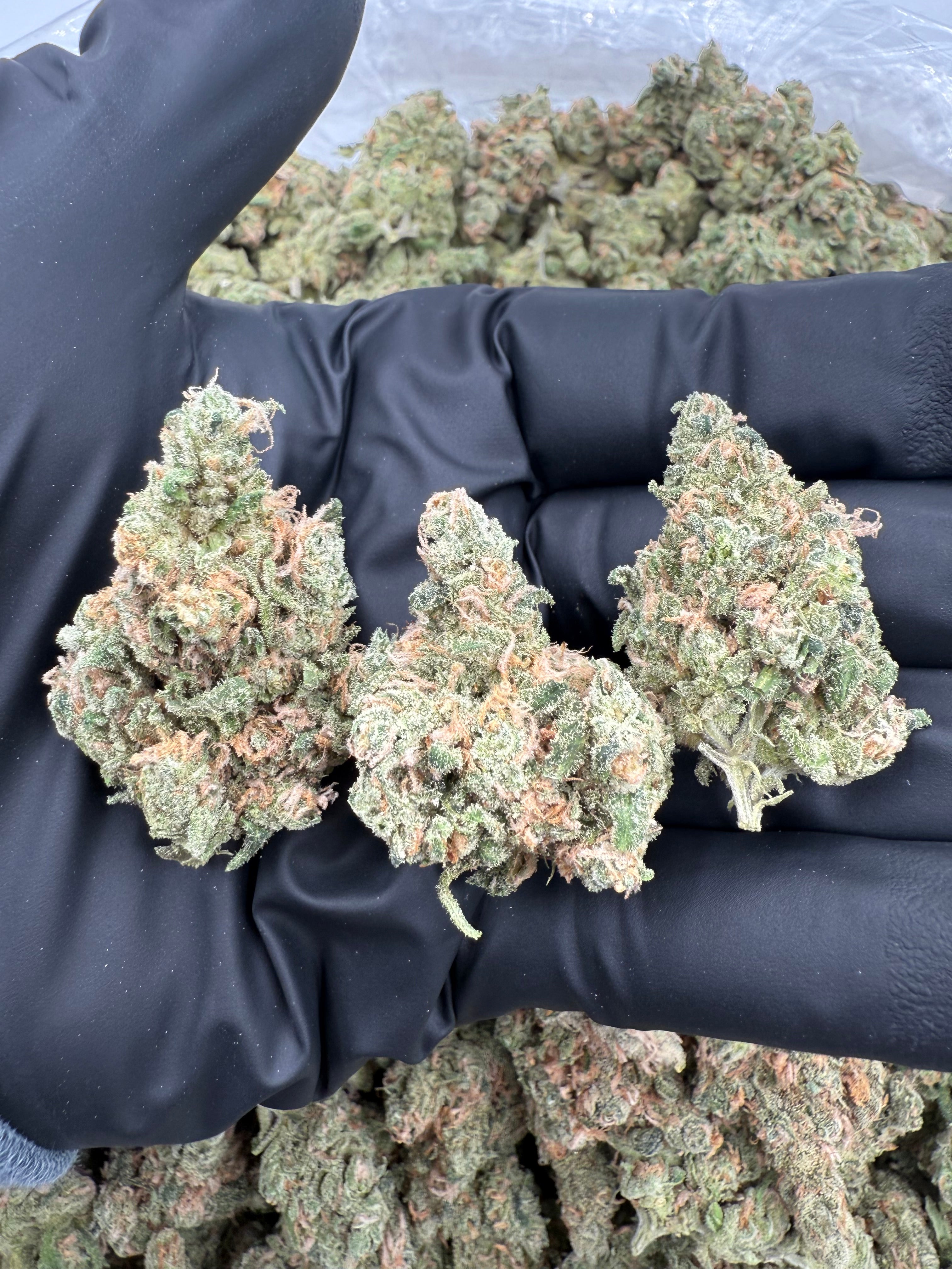 Blue Dream (MOTA)