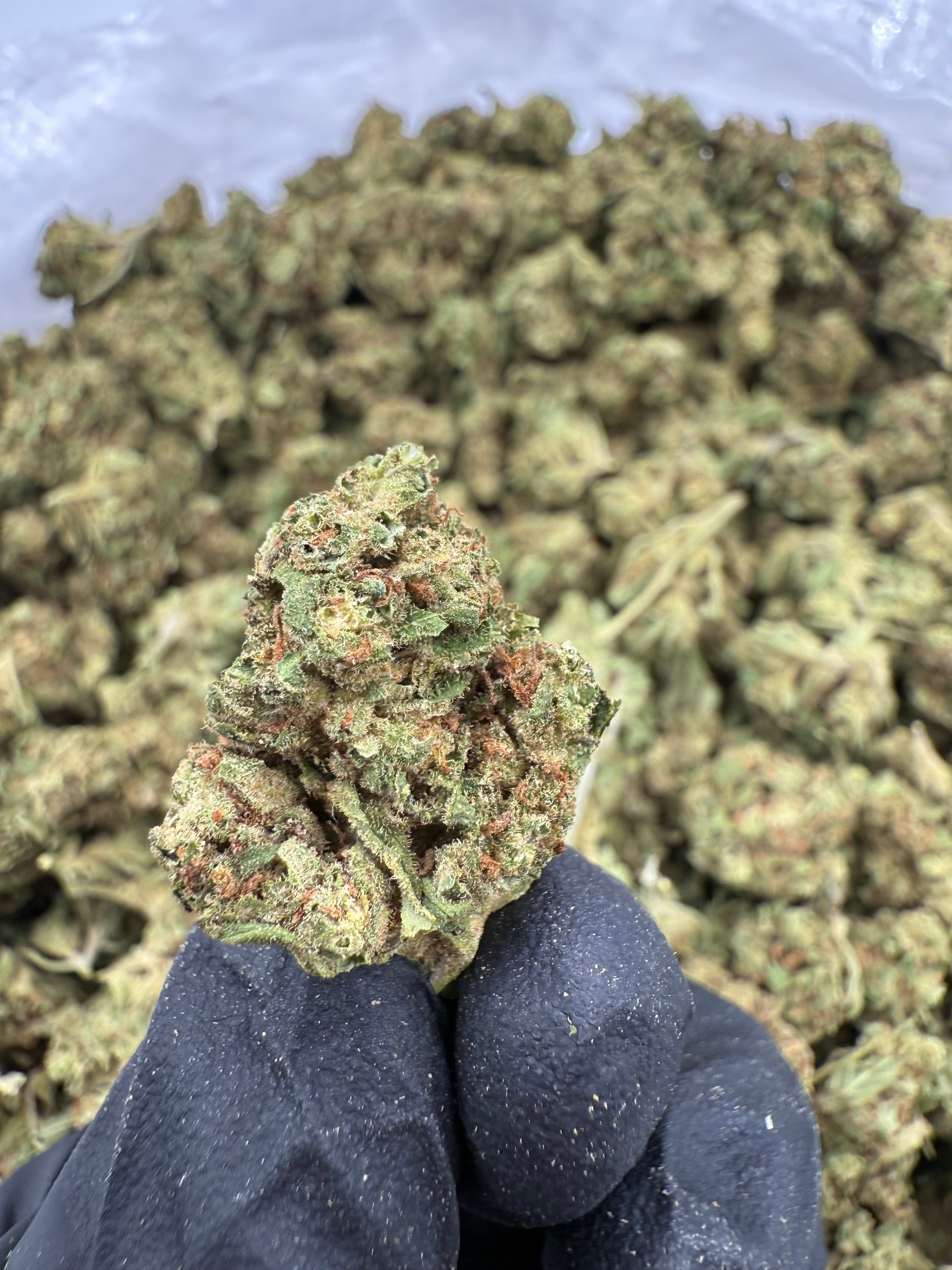 Durban Poison Small Lows
