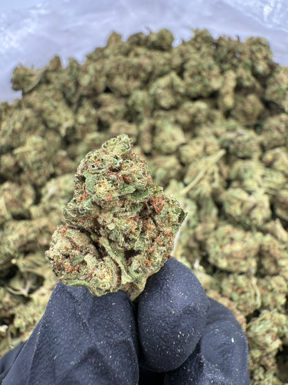 Durban Poison Small Lows