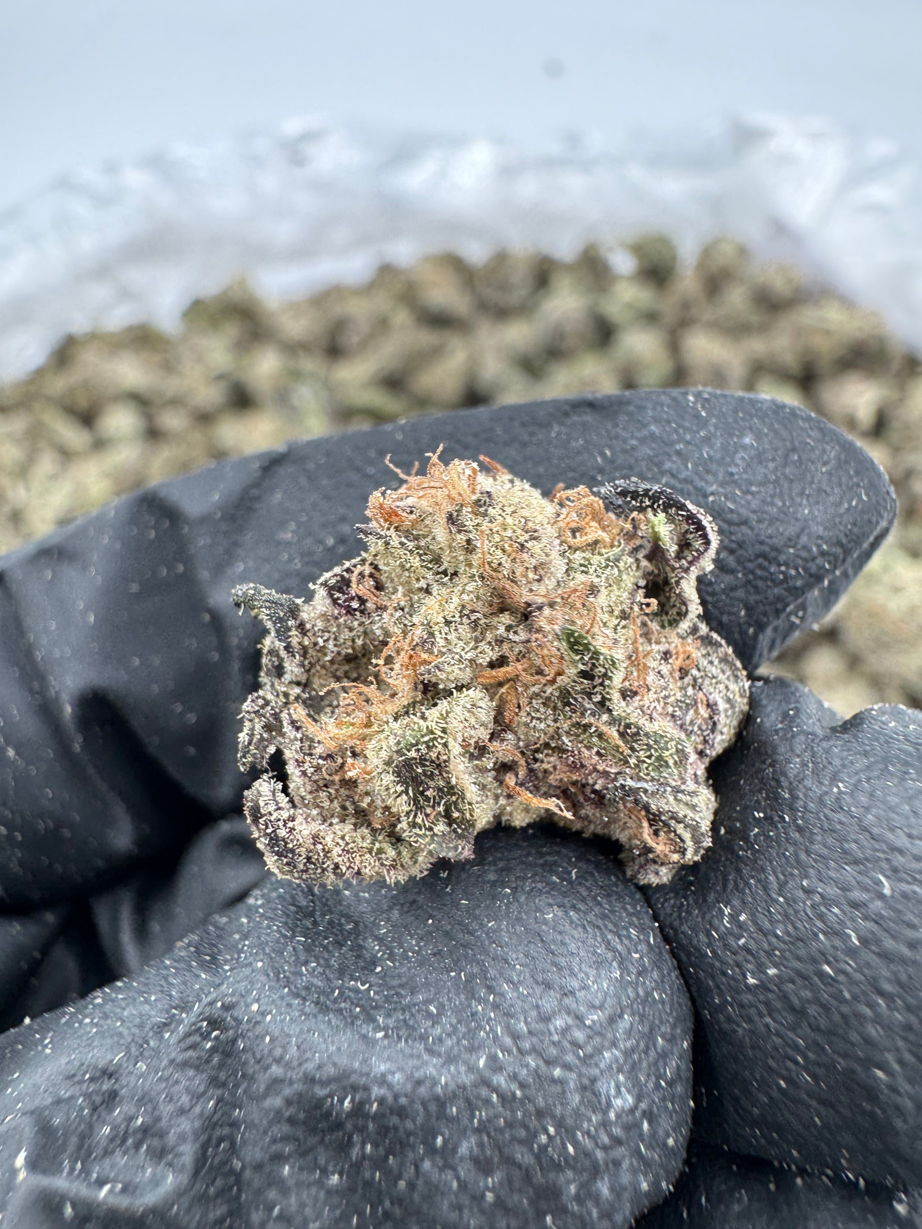 Governmint Oasis Smalls
