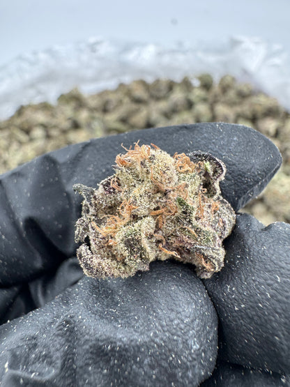 Governmint Oasis Smalls