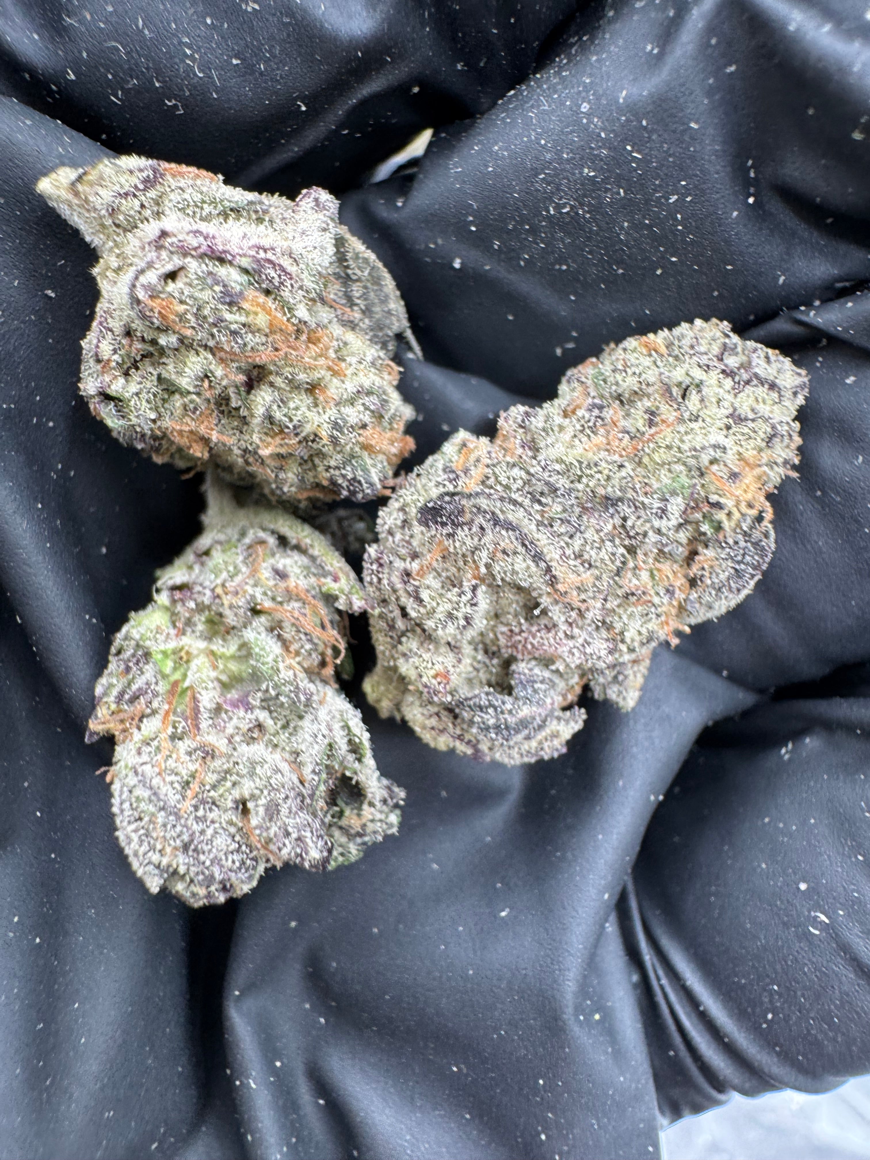 Governmint Oasis Smalls