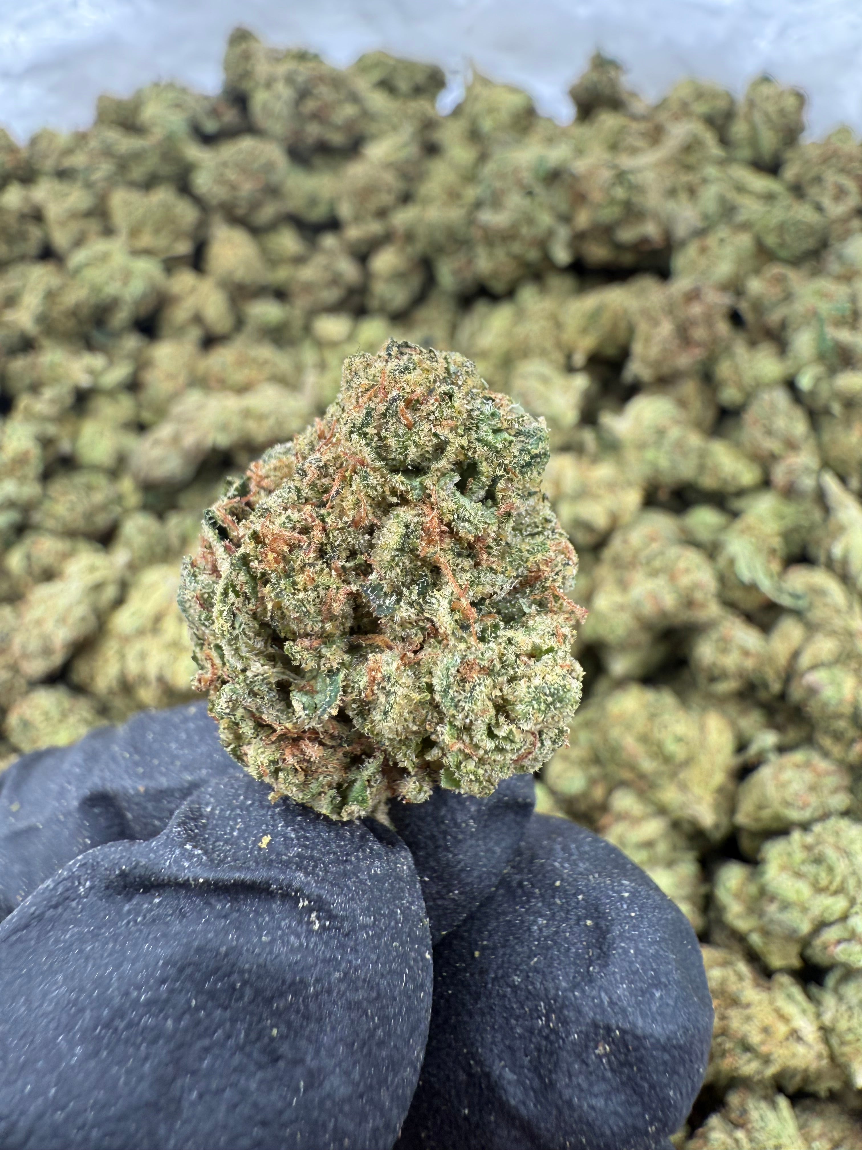 Jack Herer Smalls