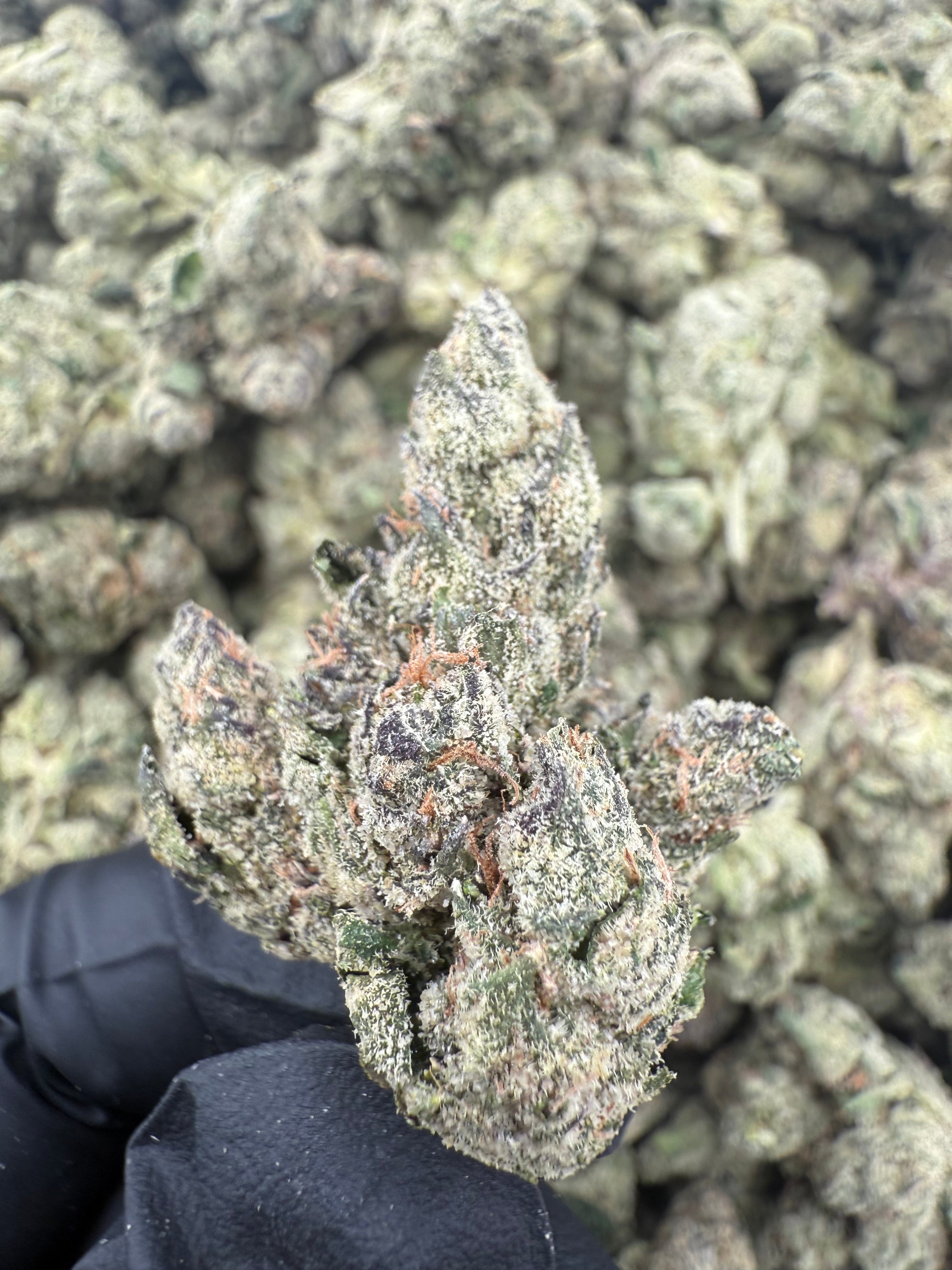 LCG (MOTA)