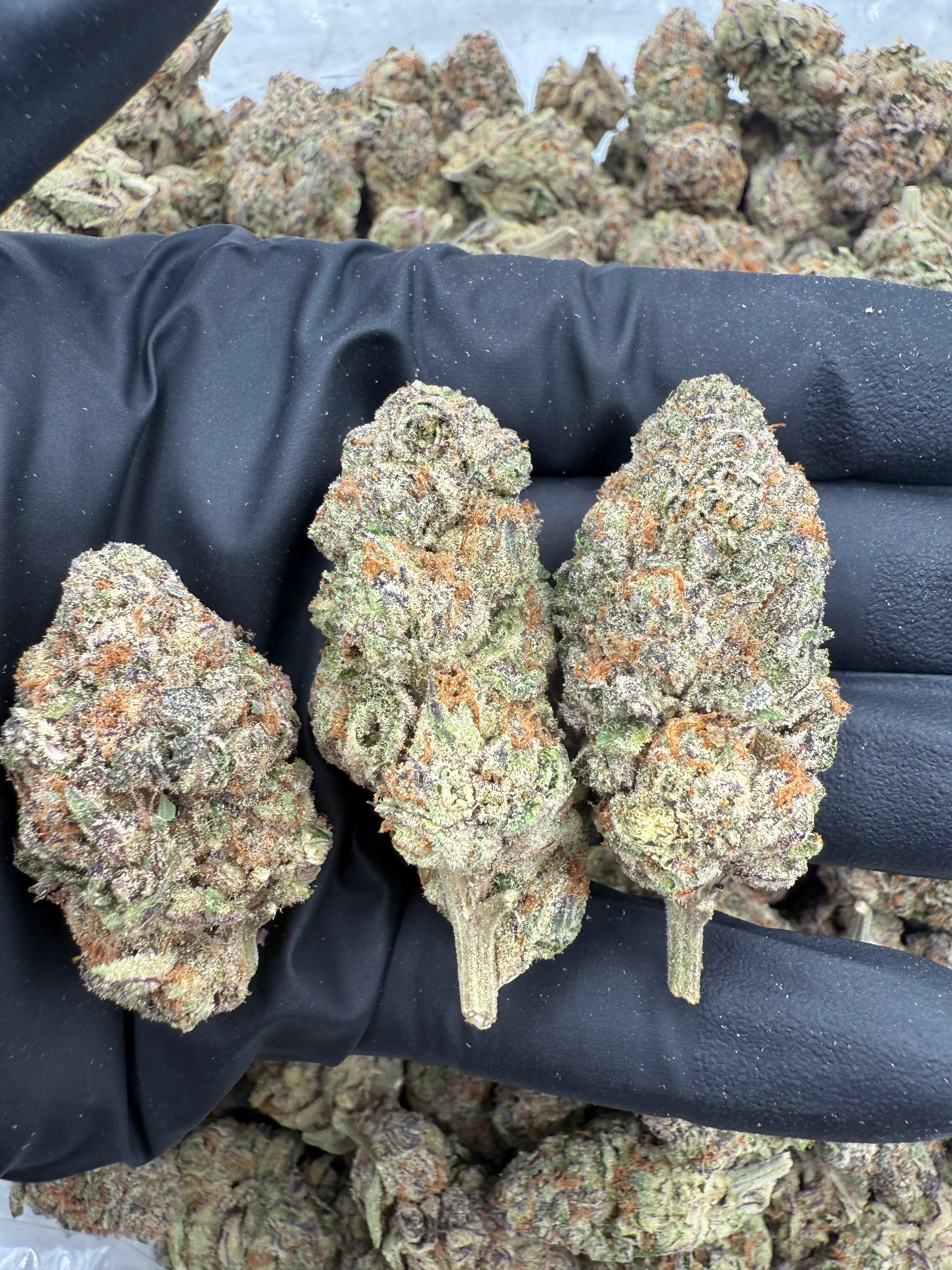 Lemon Sherbet