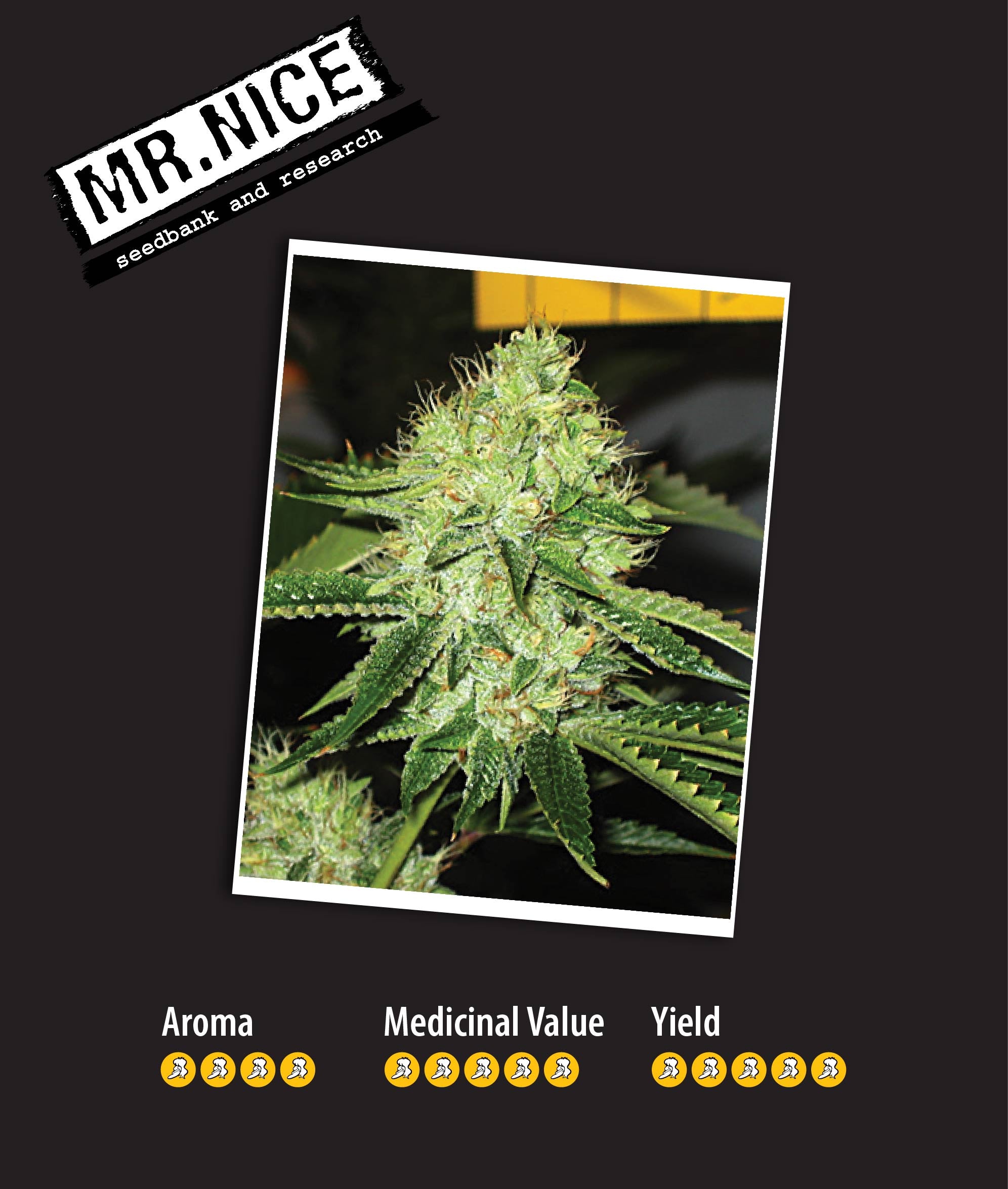 Medicine Man