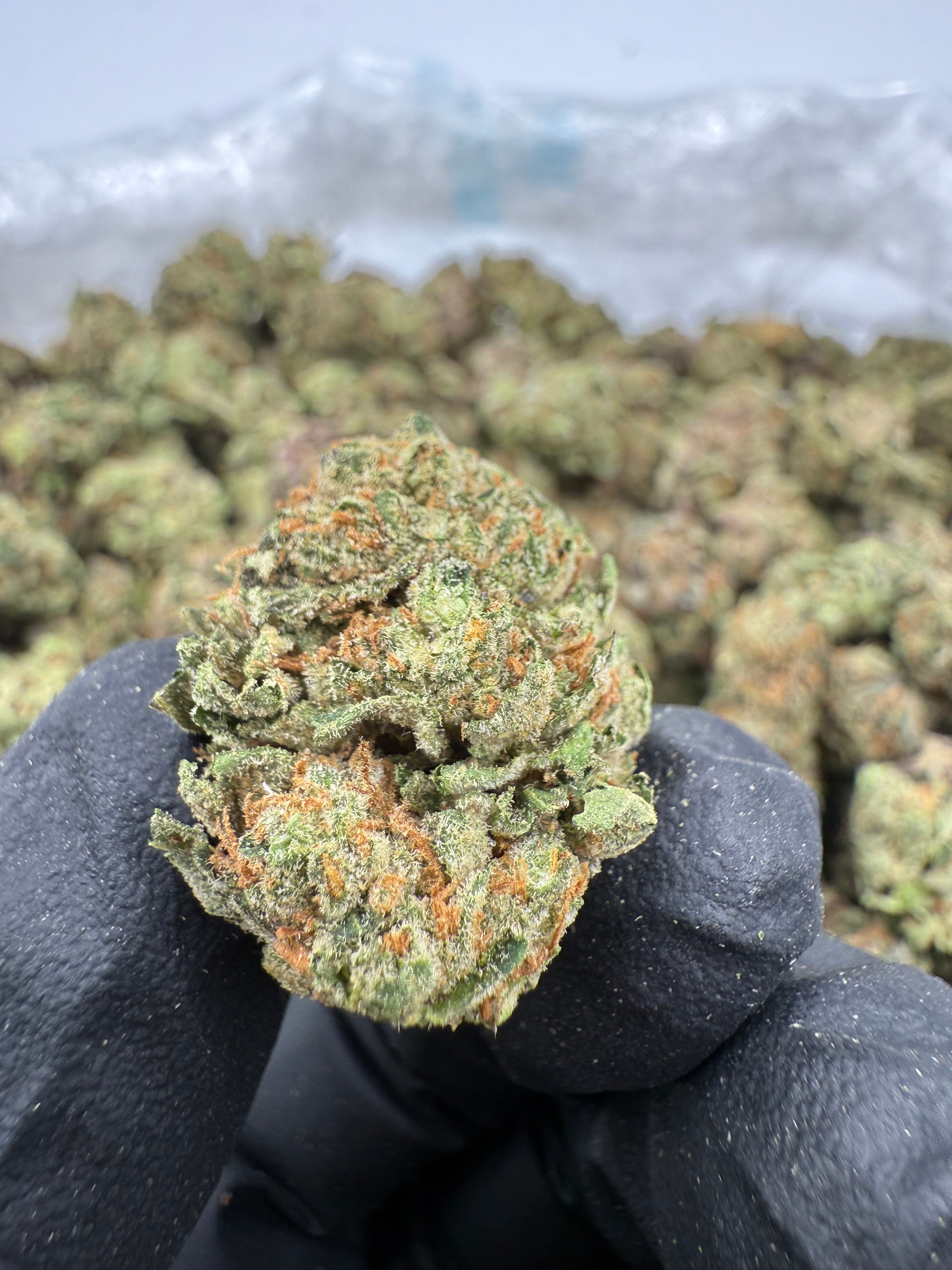 Miami Yayo