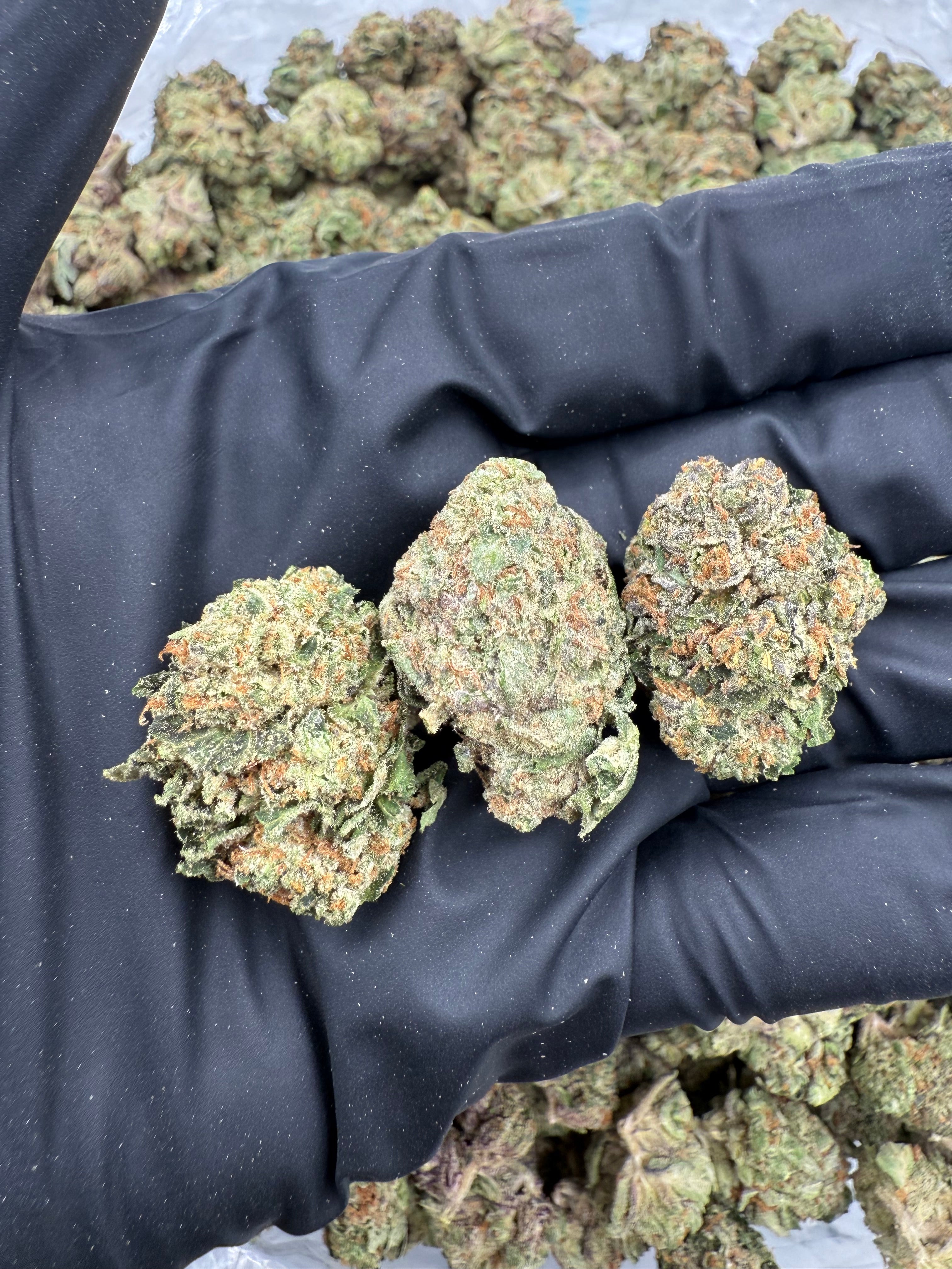 Miami Yayo