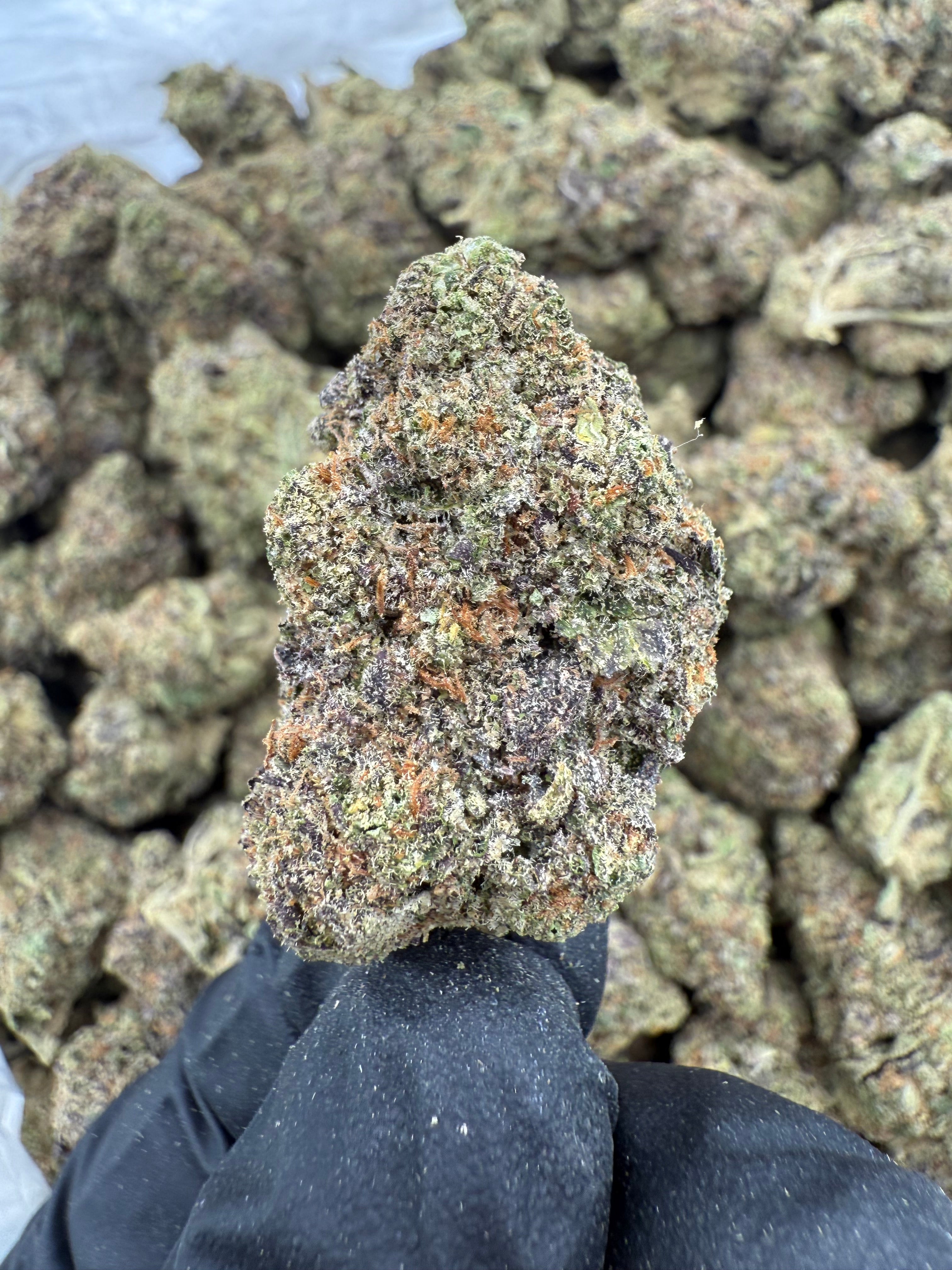 Midnight Grape