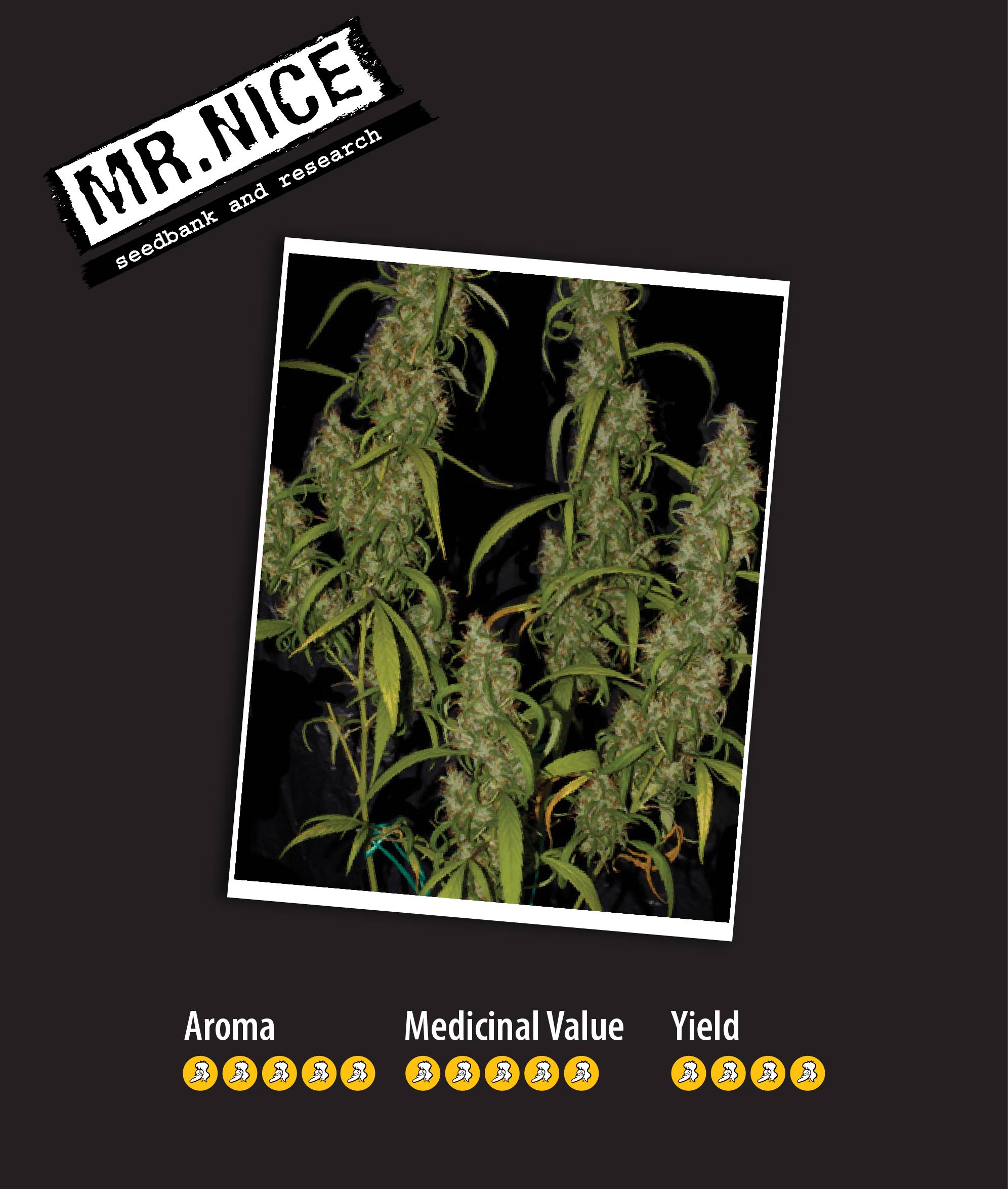 Neville’s Haze