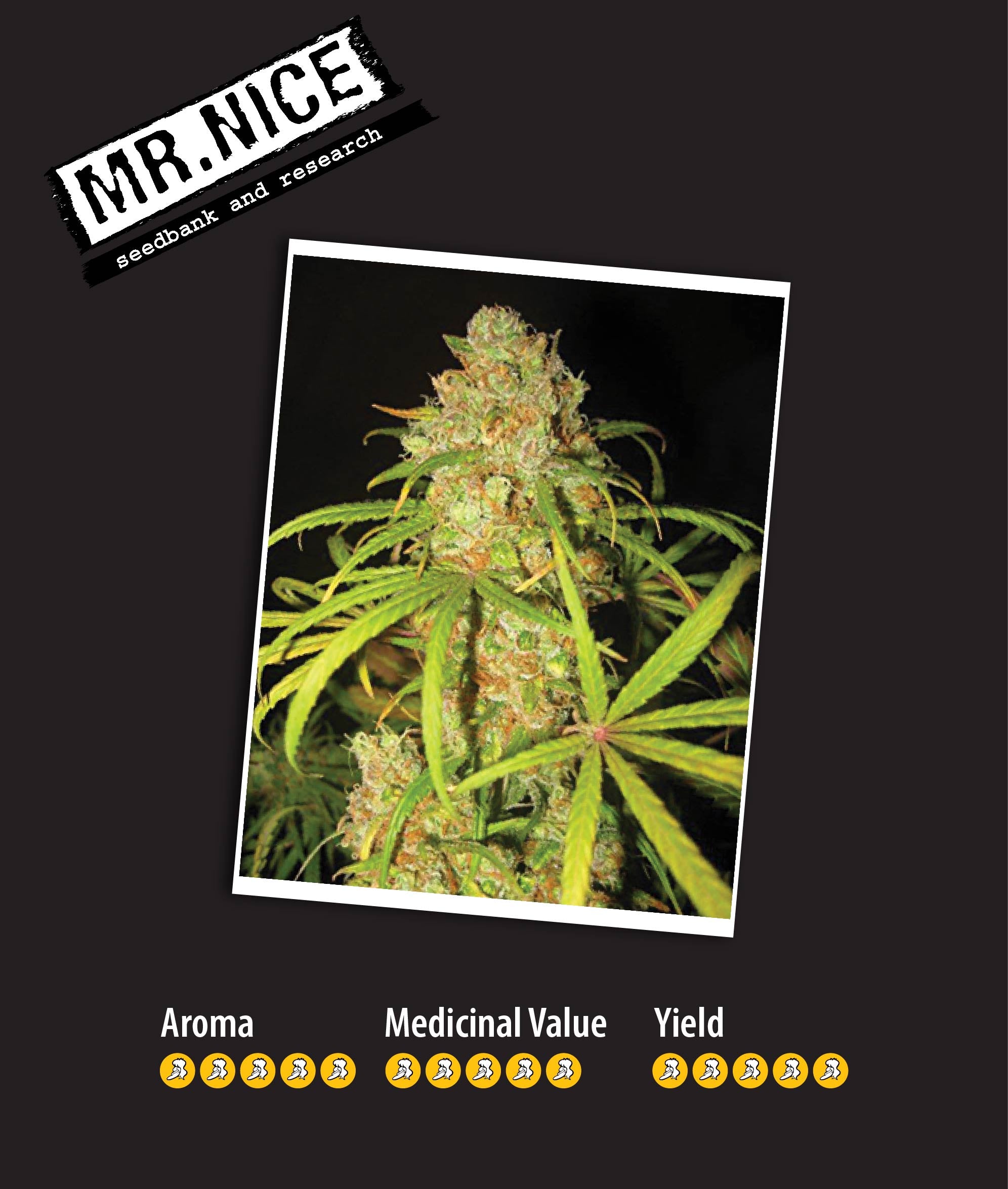 NL5 Haze