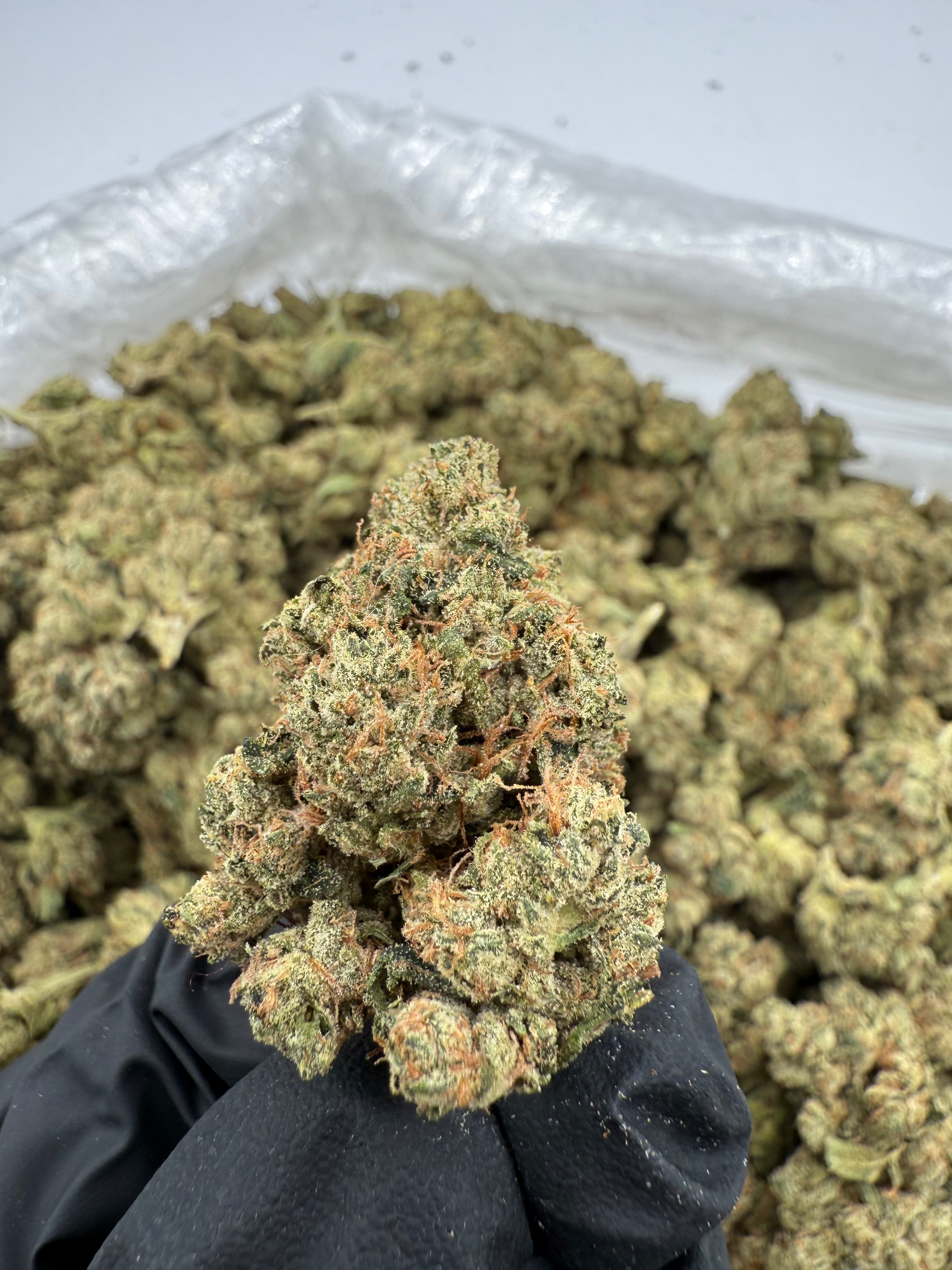 OG (MOTA)