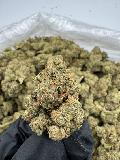 OG (MOTA)