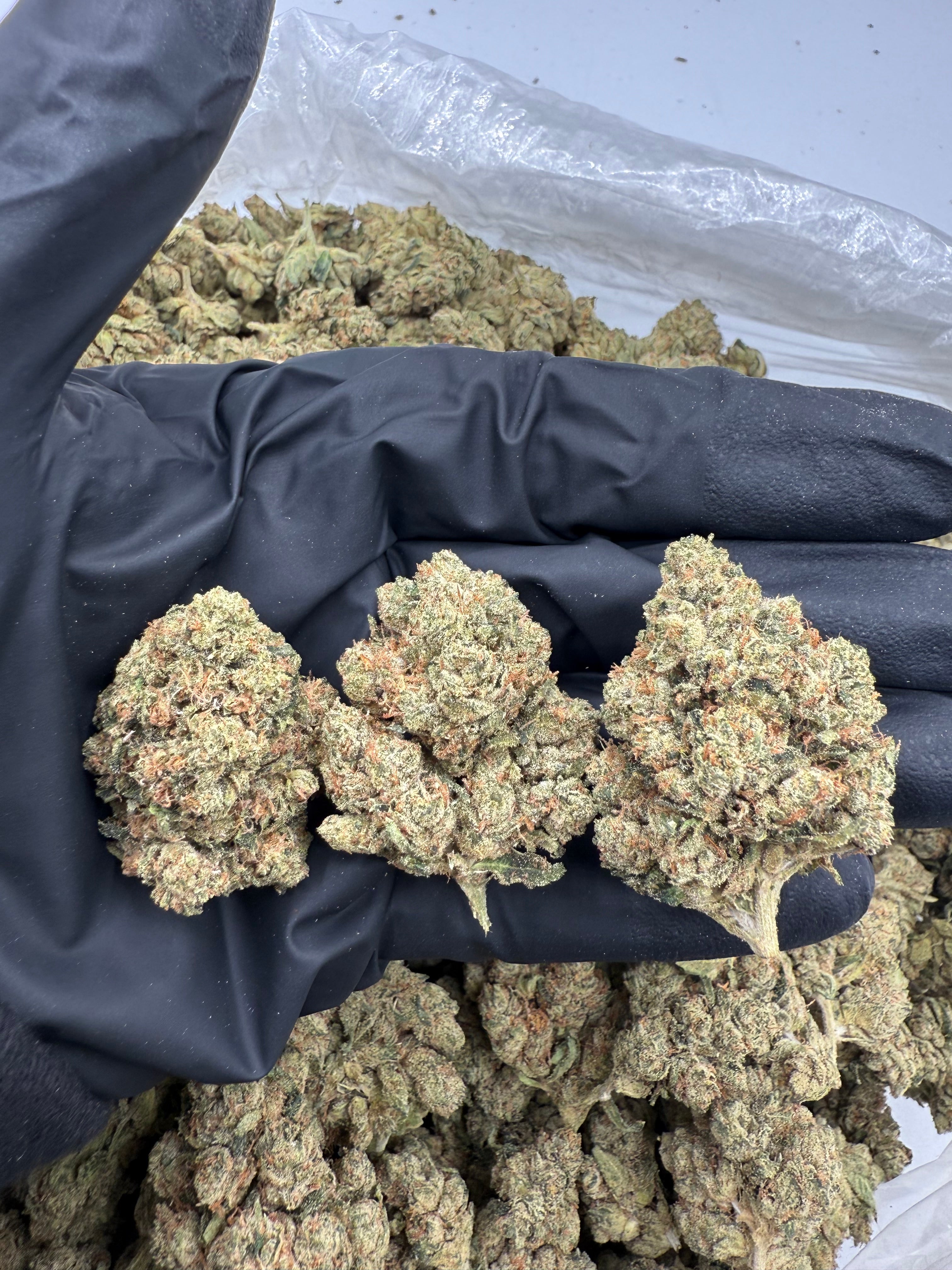 OG (MOTA)