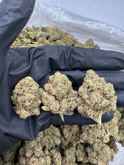 OG (MOTA)