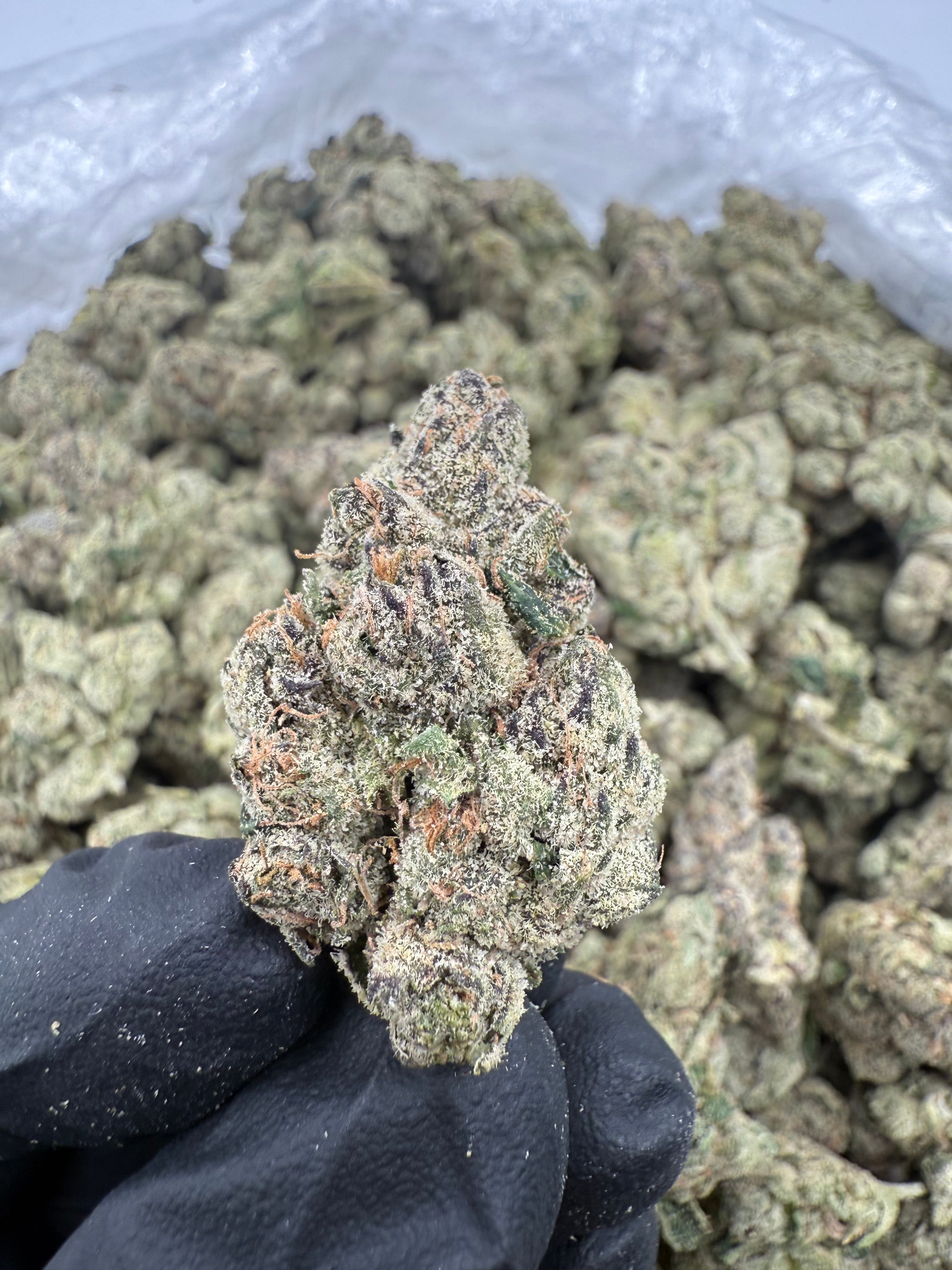Pink Runtz (MOTA)