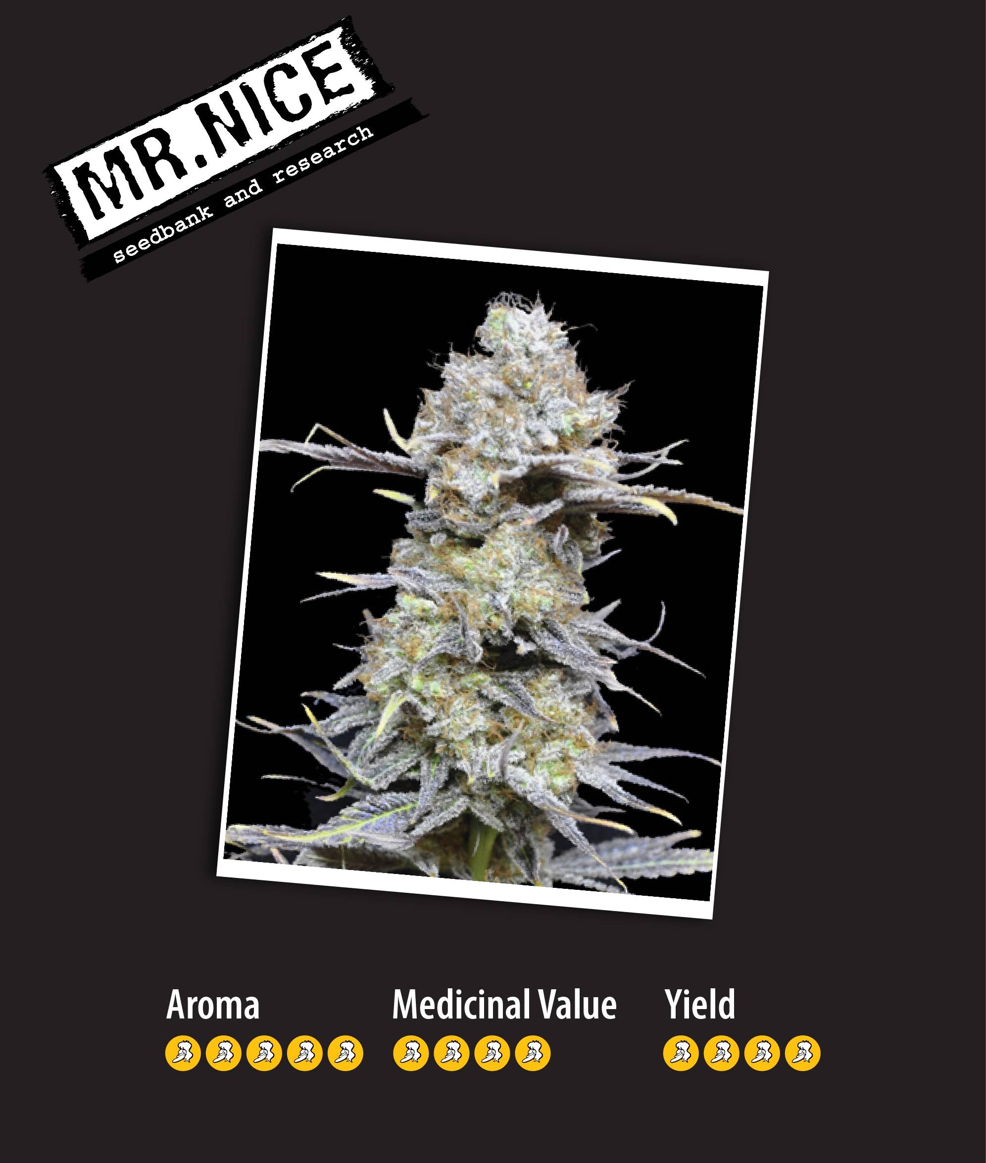 Skunk Haze