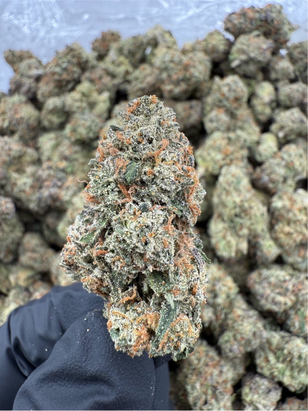 Strawberry Haze