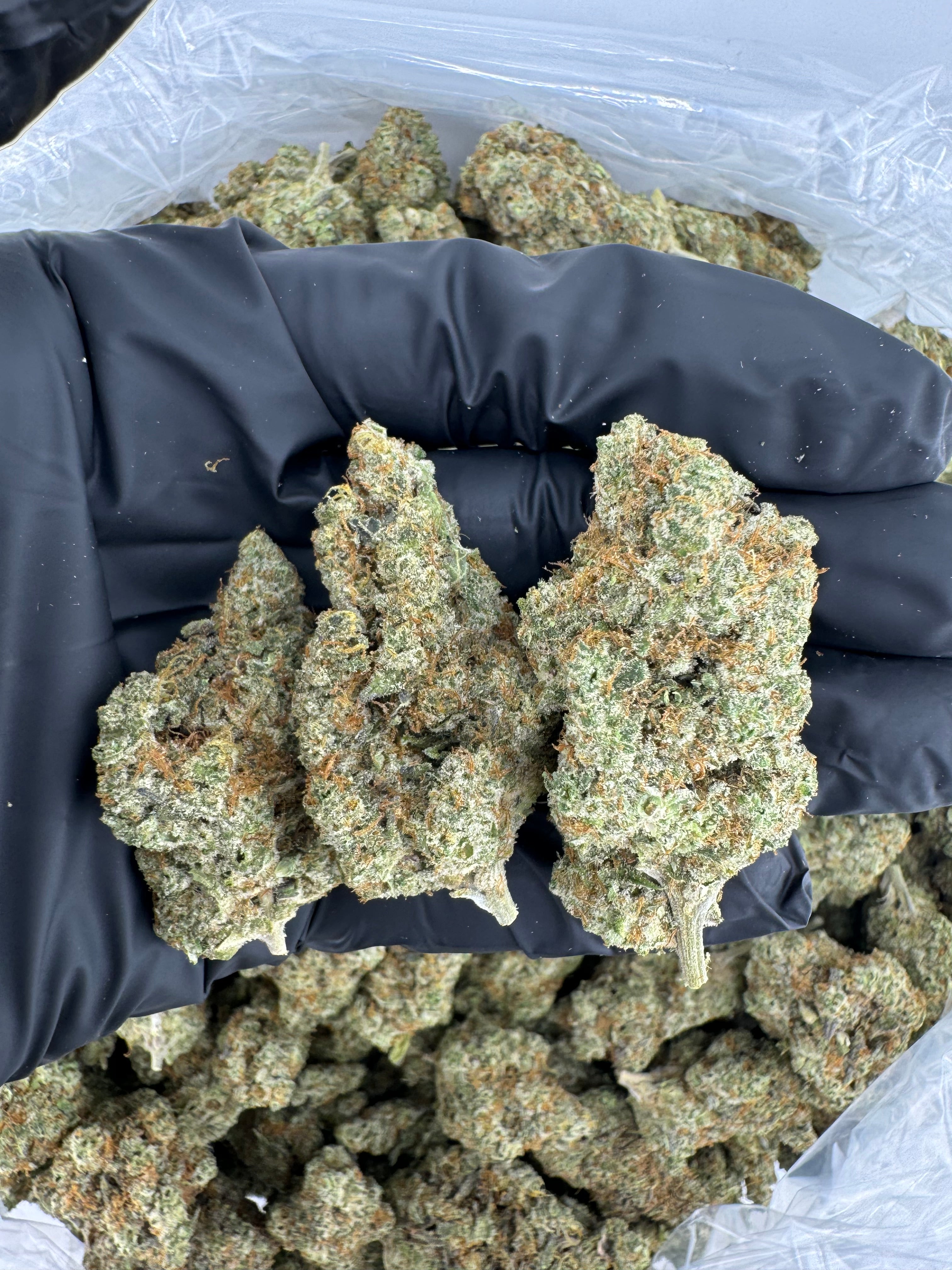Super Lemon Haze