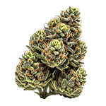 THCA Flower