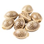 Seeds
