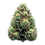 CBD Products