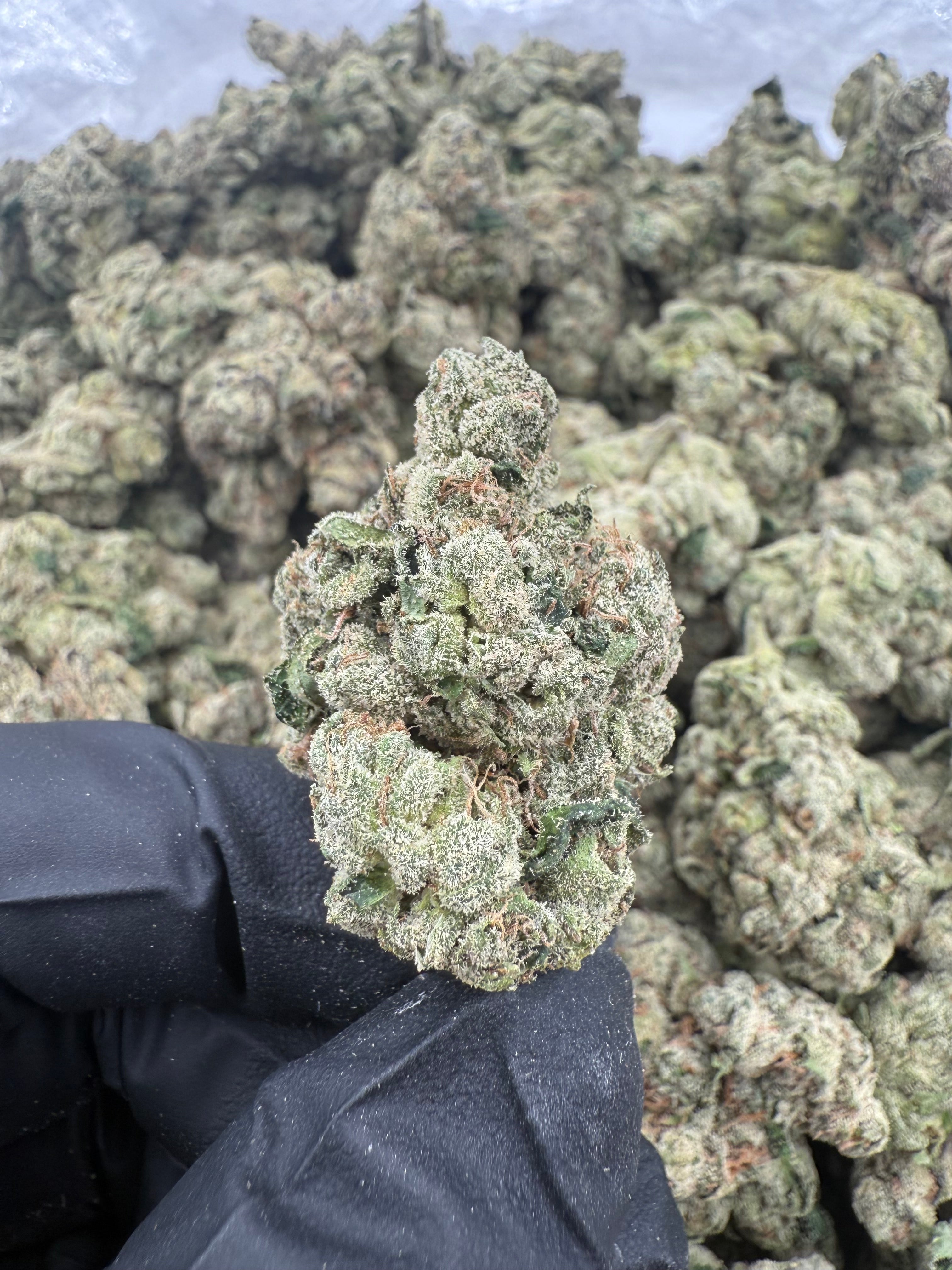 White Runtz (MOTA)