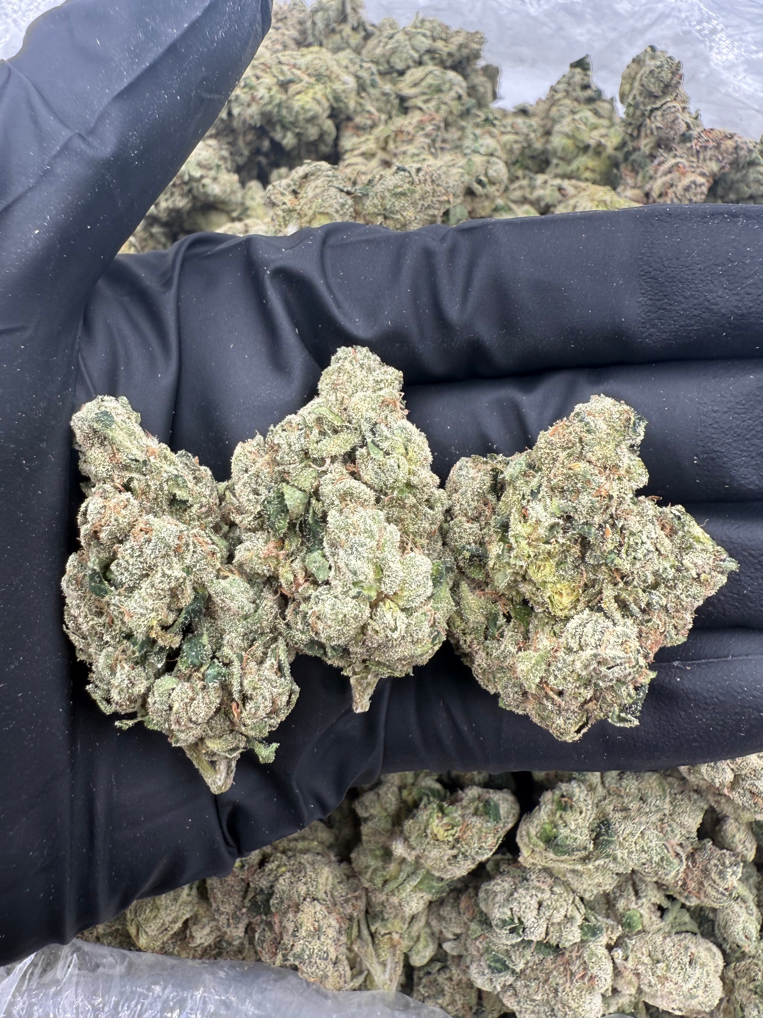 White Runtz (MOTA)
