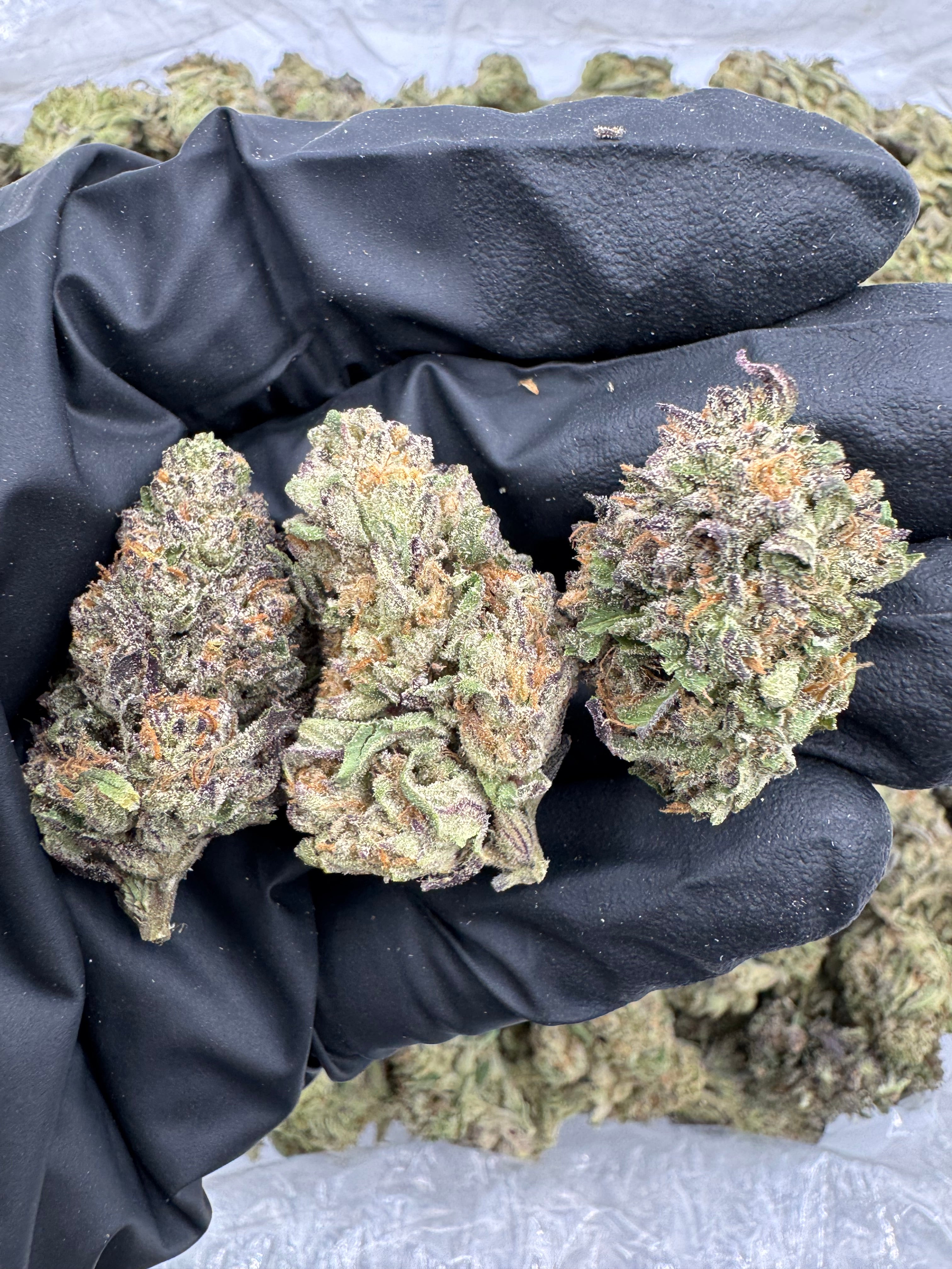 Purple Dream