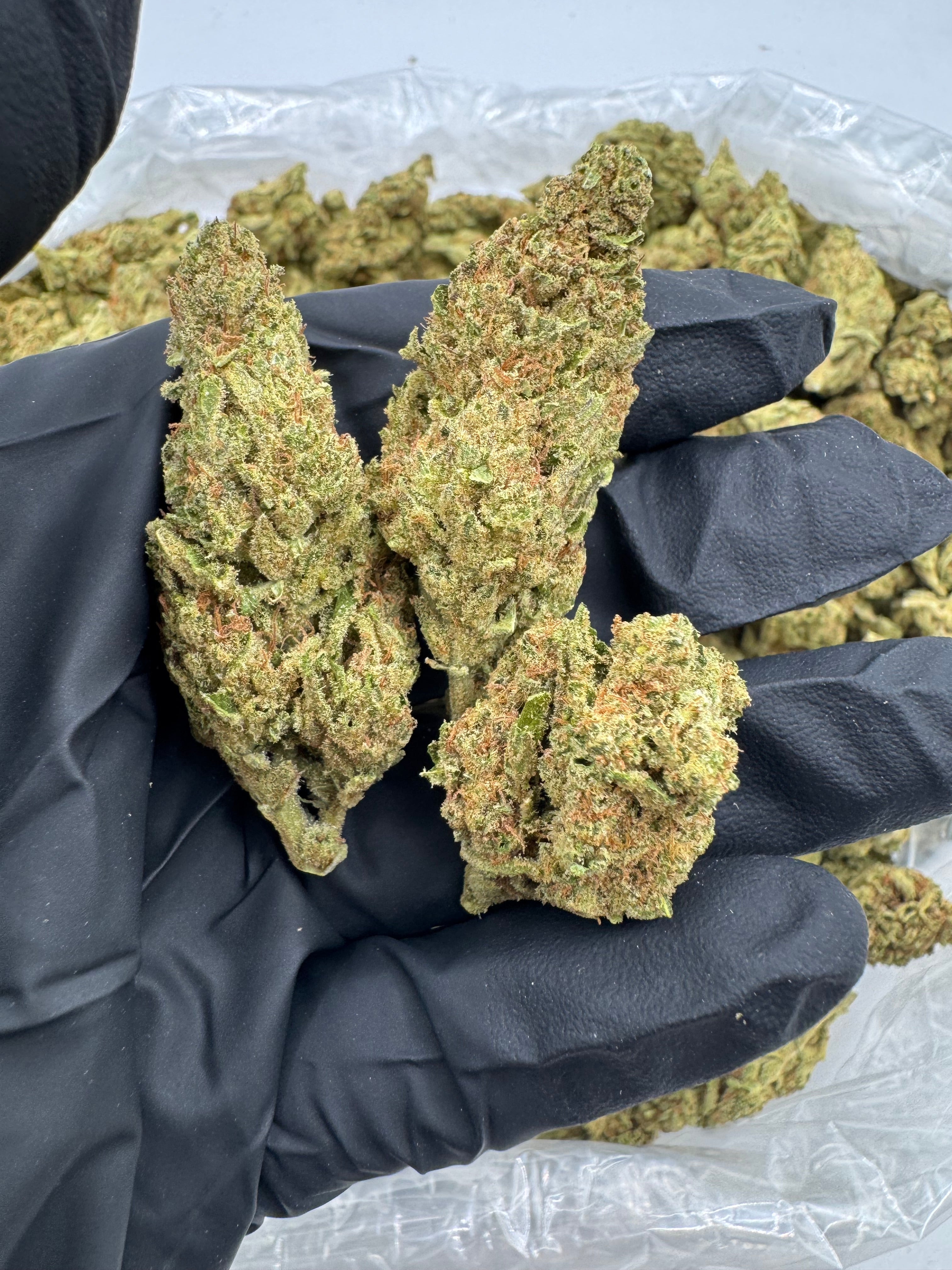 Lavender Jack Deps