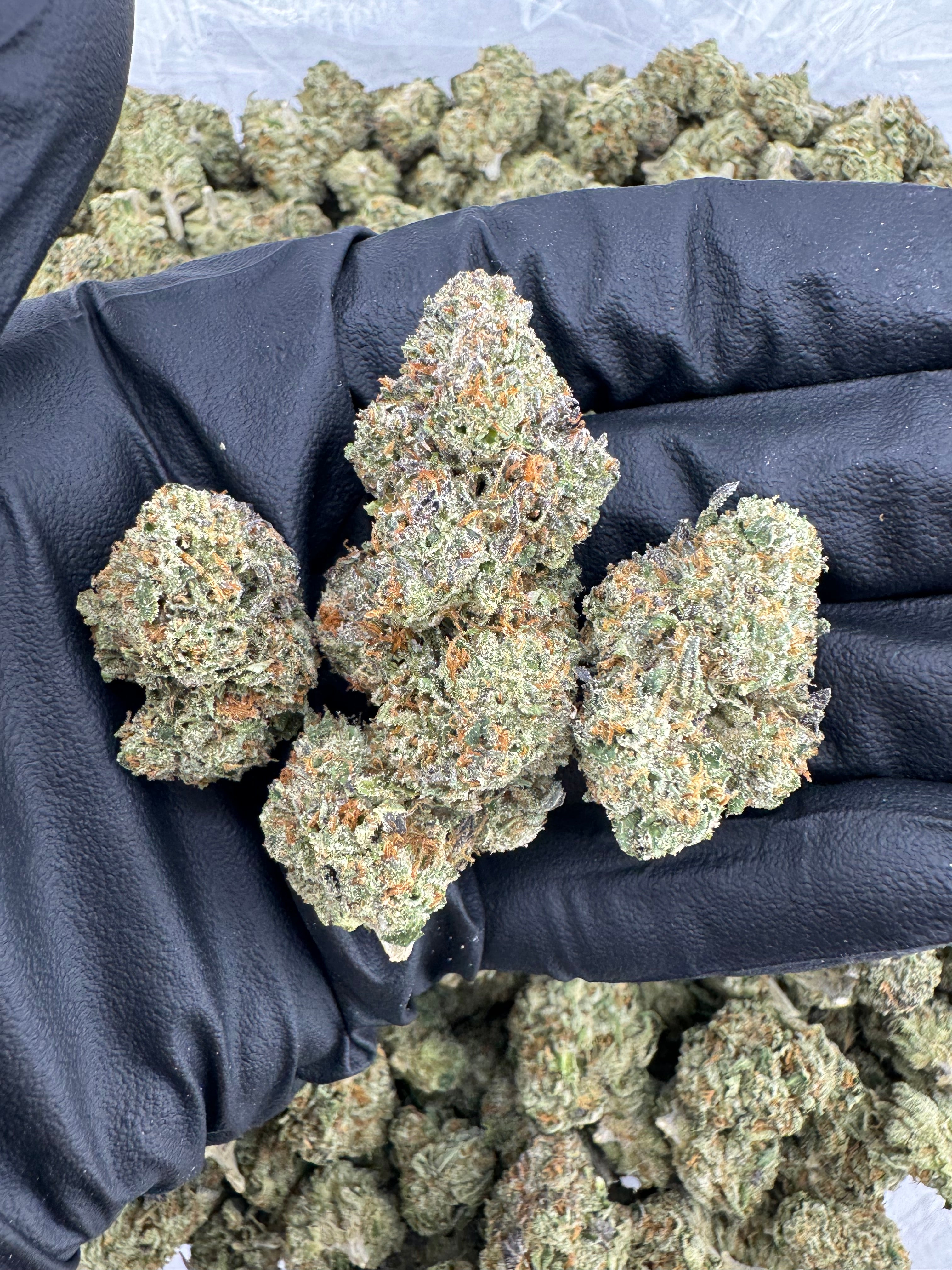 Chicago Runtz