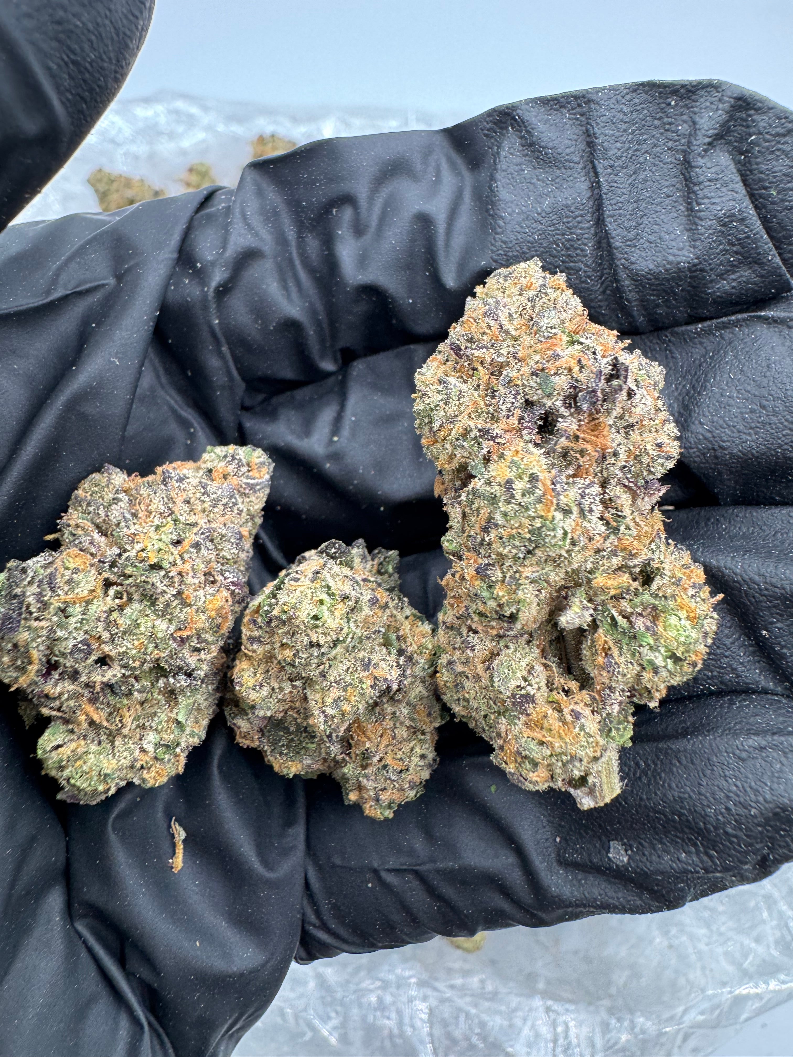Gelato 31