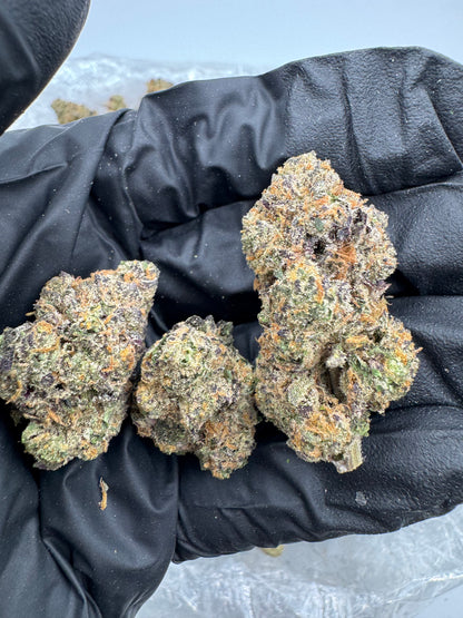 Gelato 31