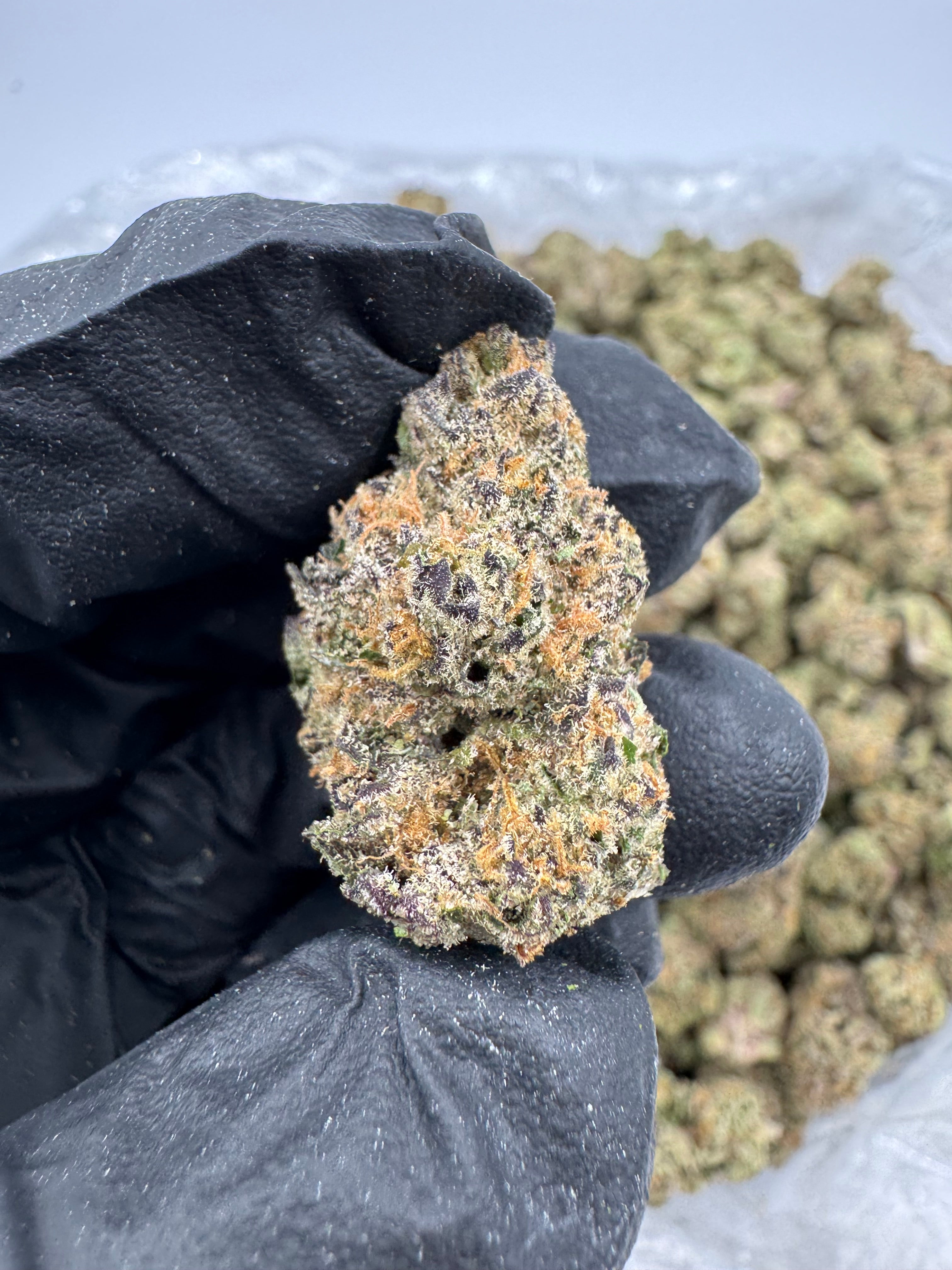 Gelato 31