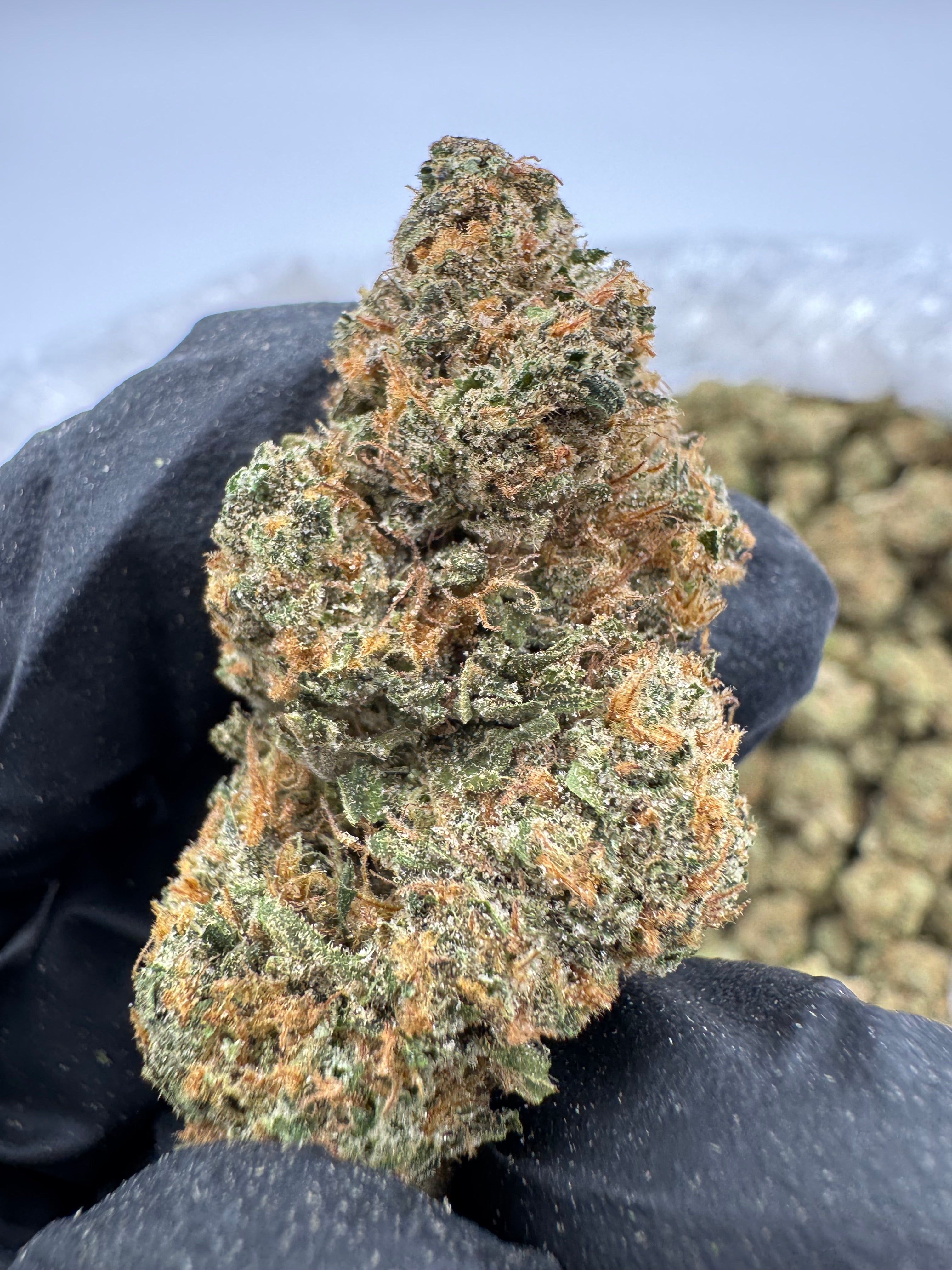 Bio Diesel