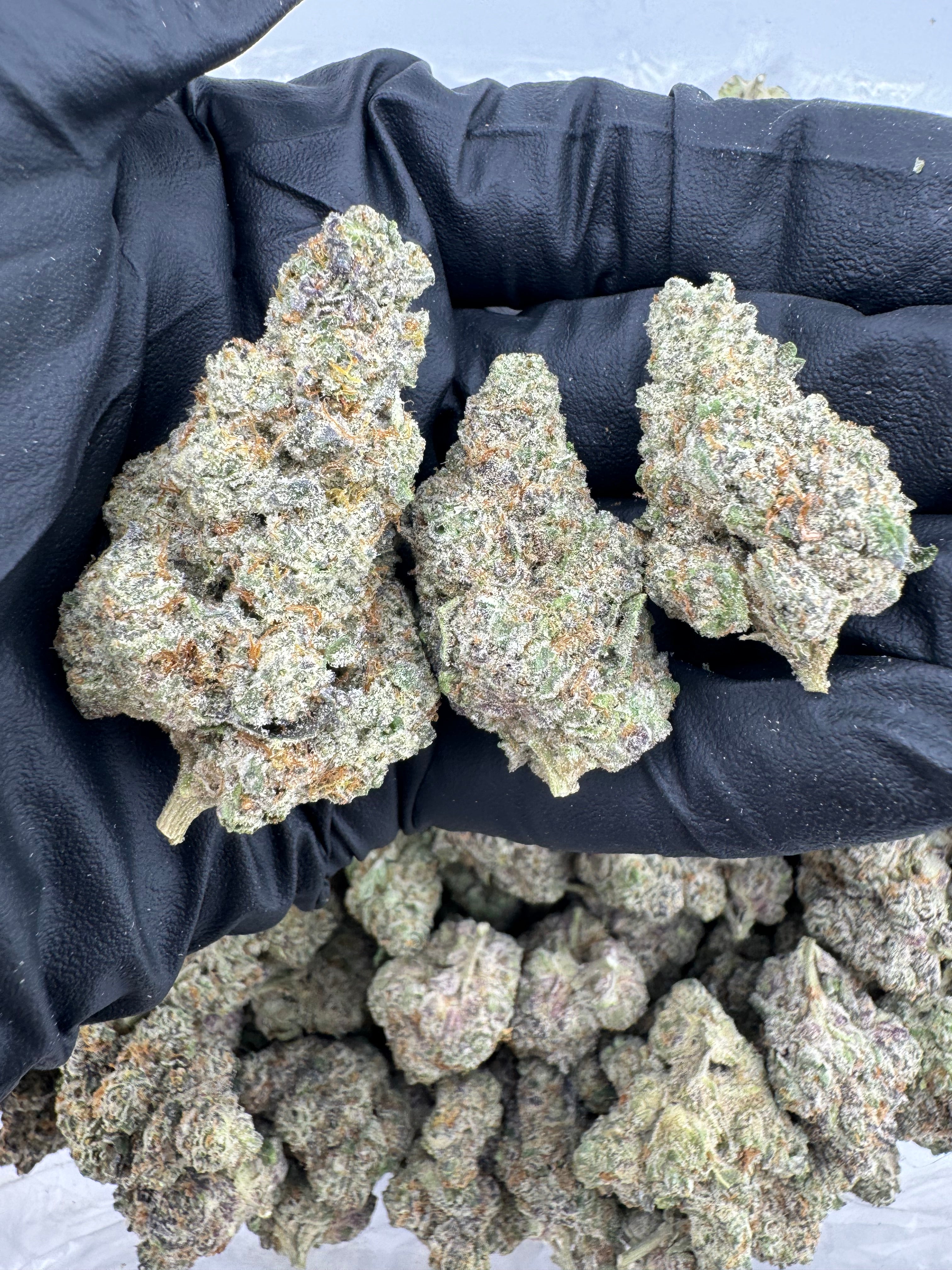 Kush Mintz