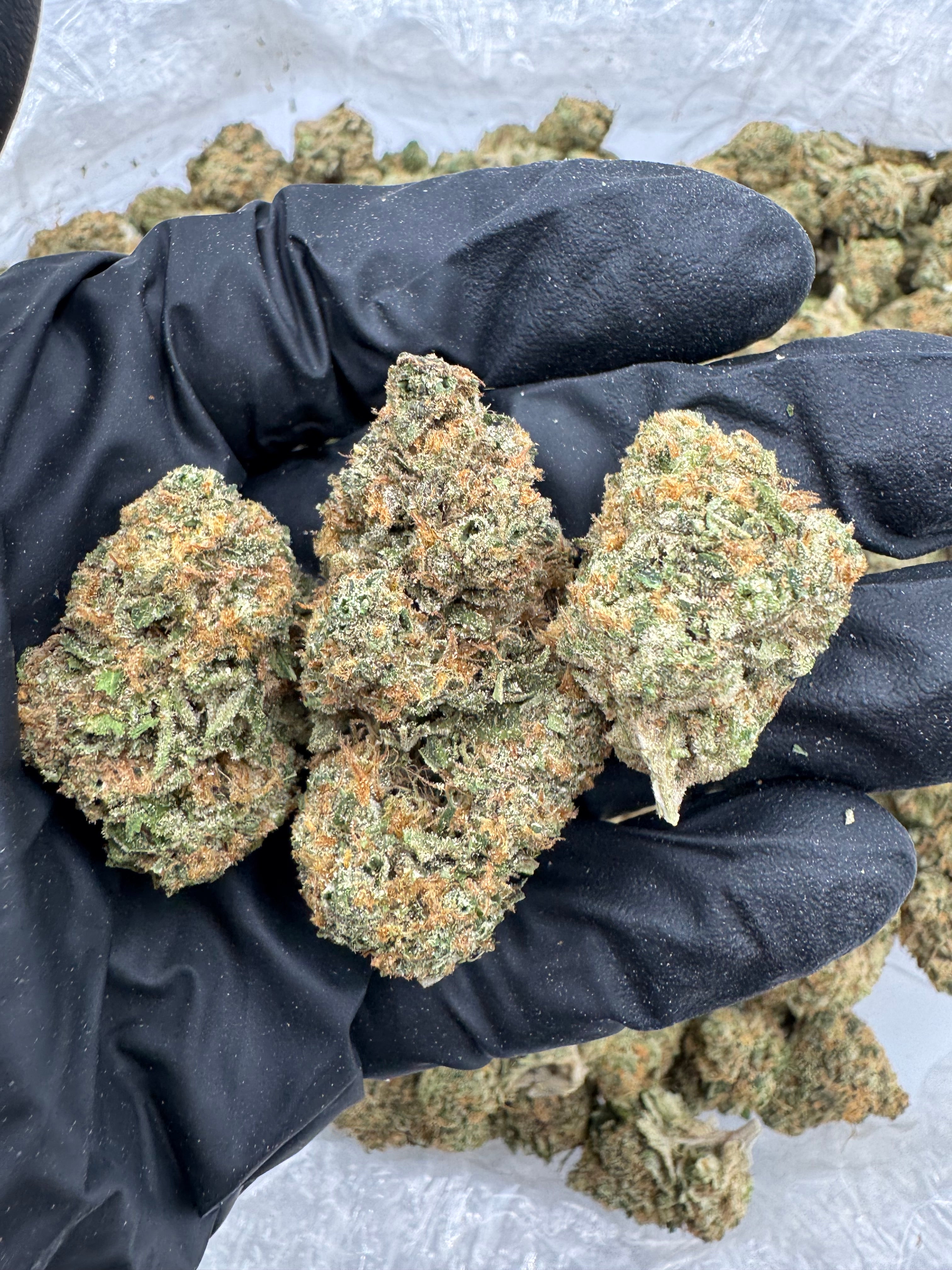 Bio Diesel