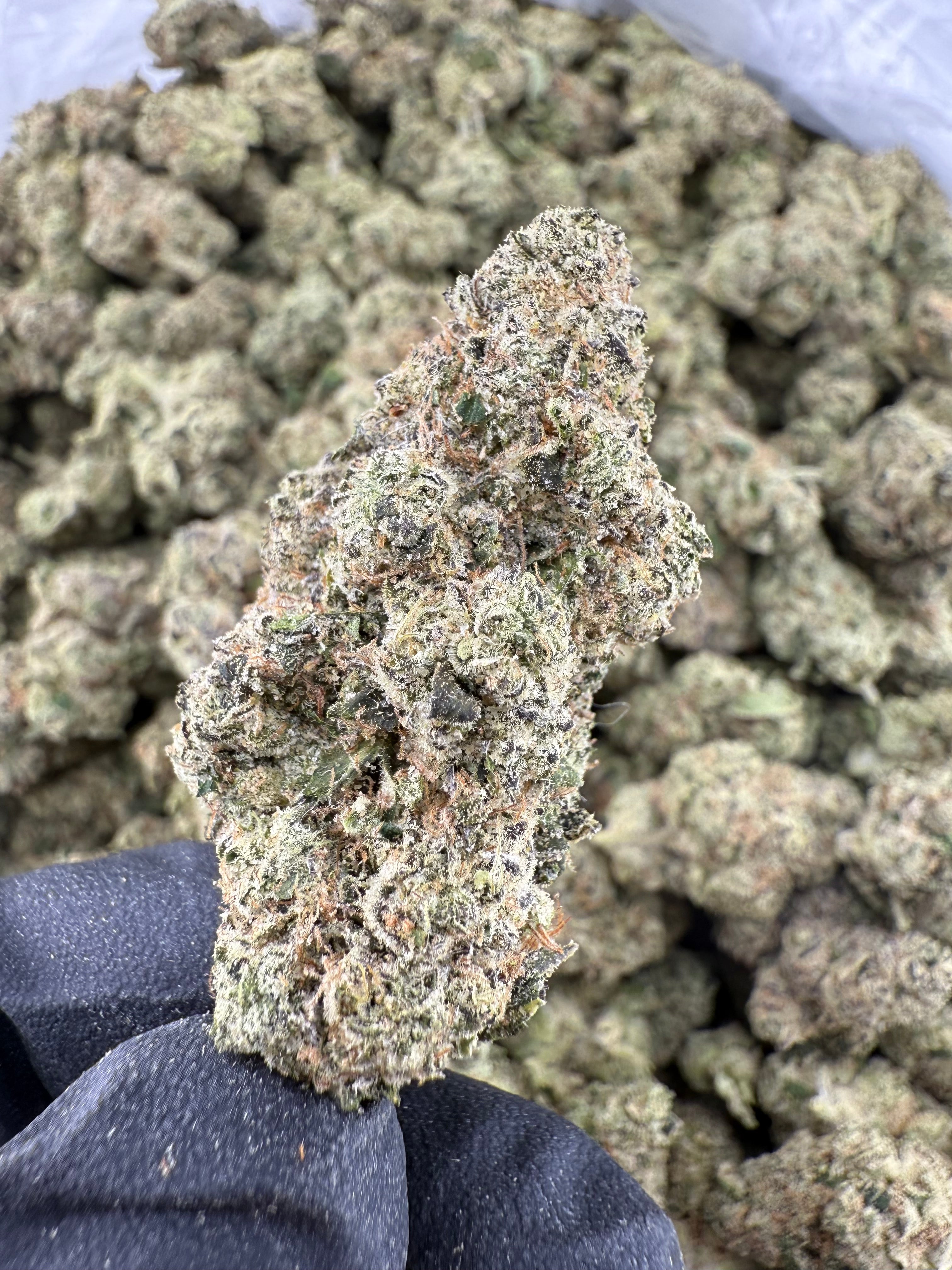 Hashburger (MOTA)